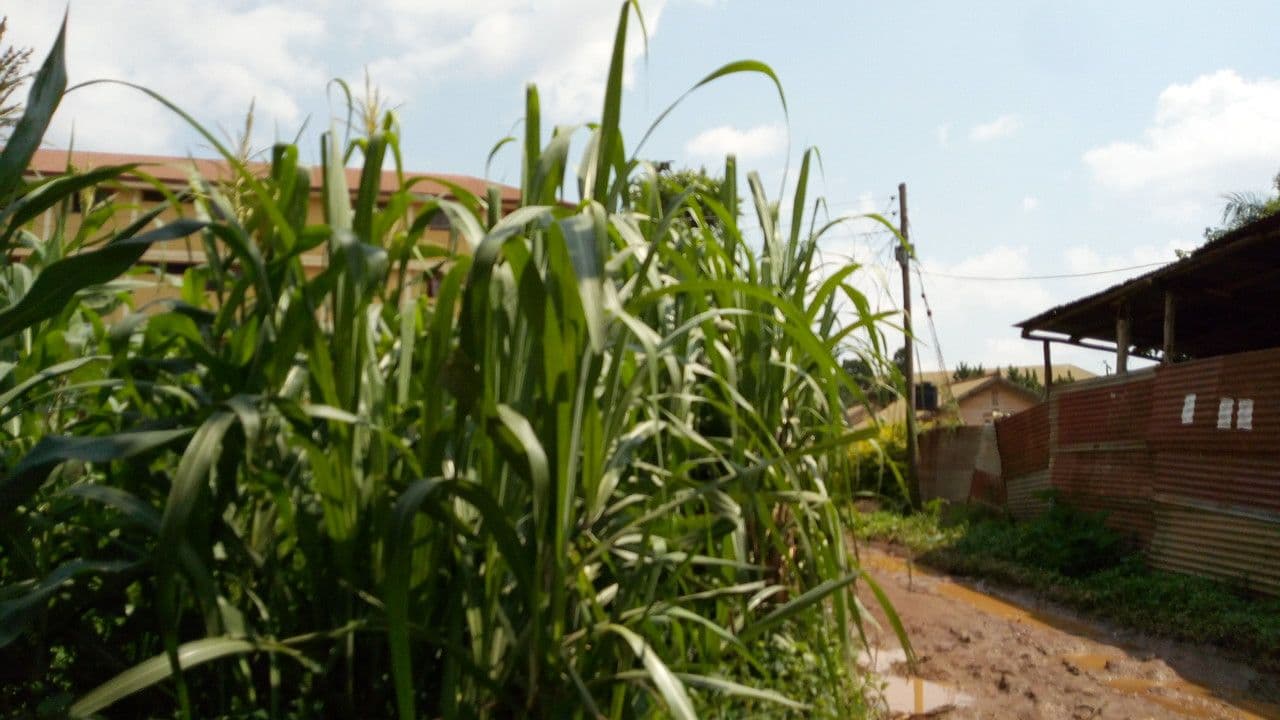 Street view near Elizabeth Exotic Hostel, Kampala — © henrysseru (CC BY-SA · Mapillary)
