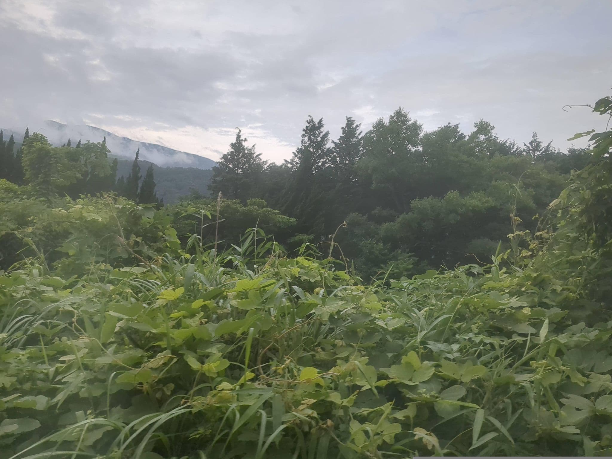 Street view near ロワールホテル, Nakamatsu — © mitz (CC BY-SA · Mapillary)
