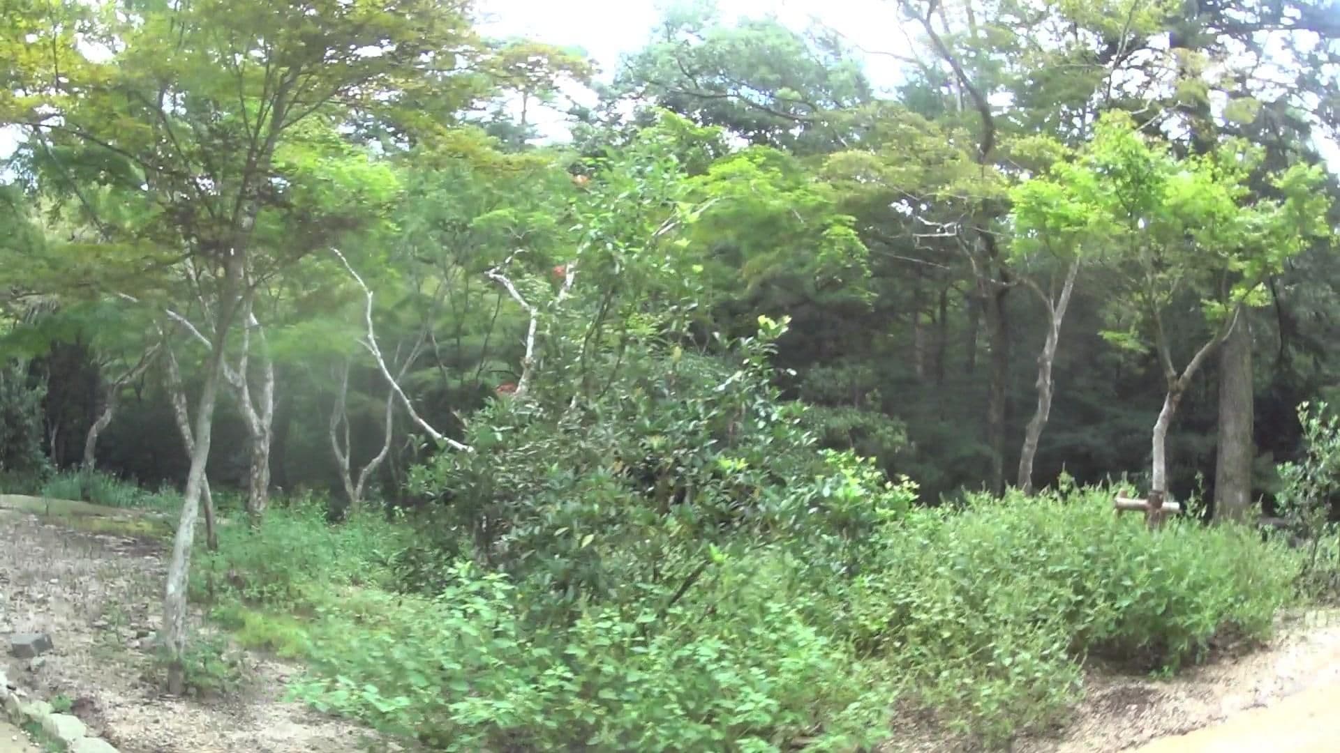 Street view near もみぢ荘, Miyajima — © yasunari (CC BY-SA · Mapillary)