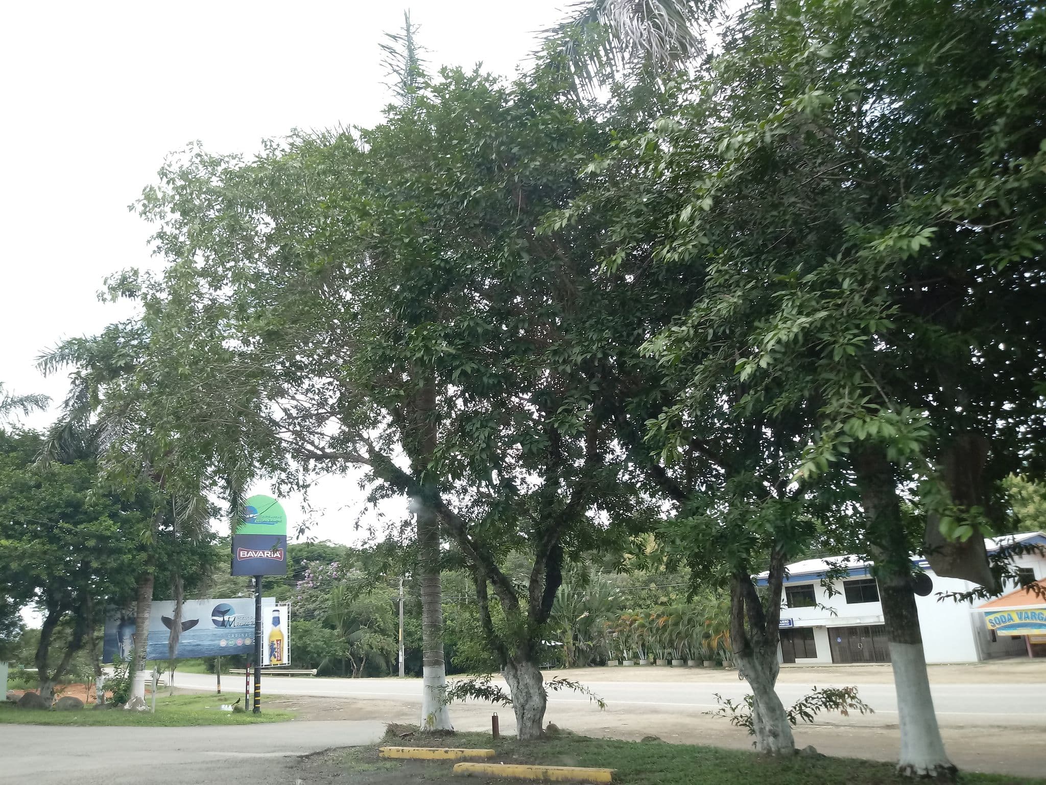 Street view near Finca Bavaria, Uvita — © elopio (CC BY-SA · Mapillary)