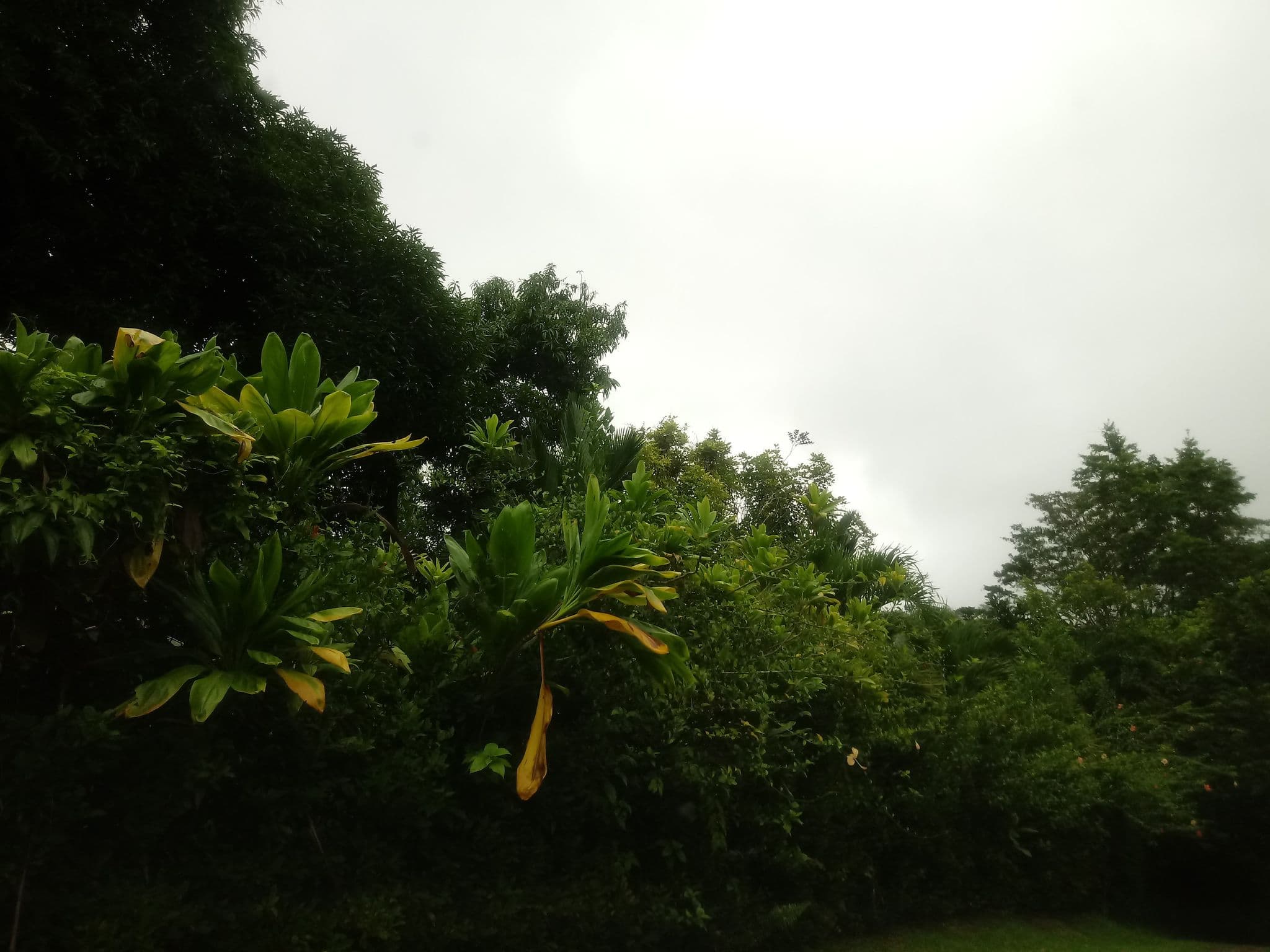 Street view near Rio Tico Lodge, Uvita — © elopio (CC BY-SA · Mapillary)