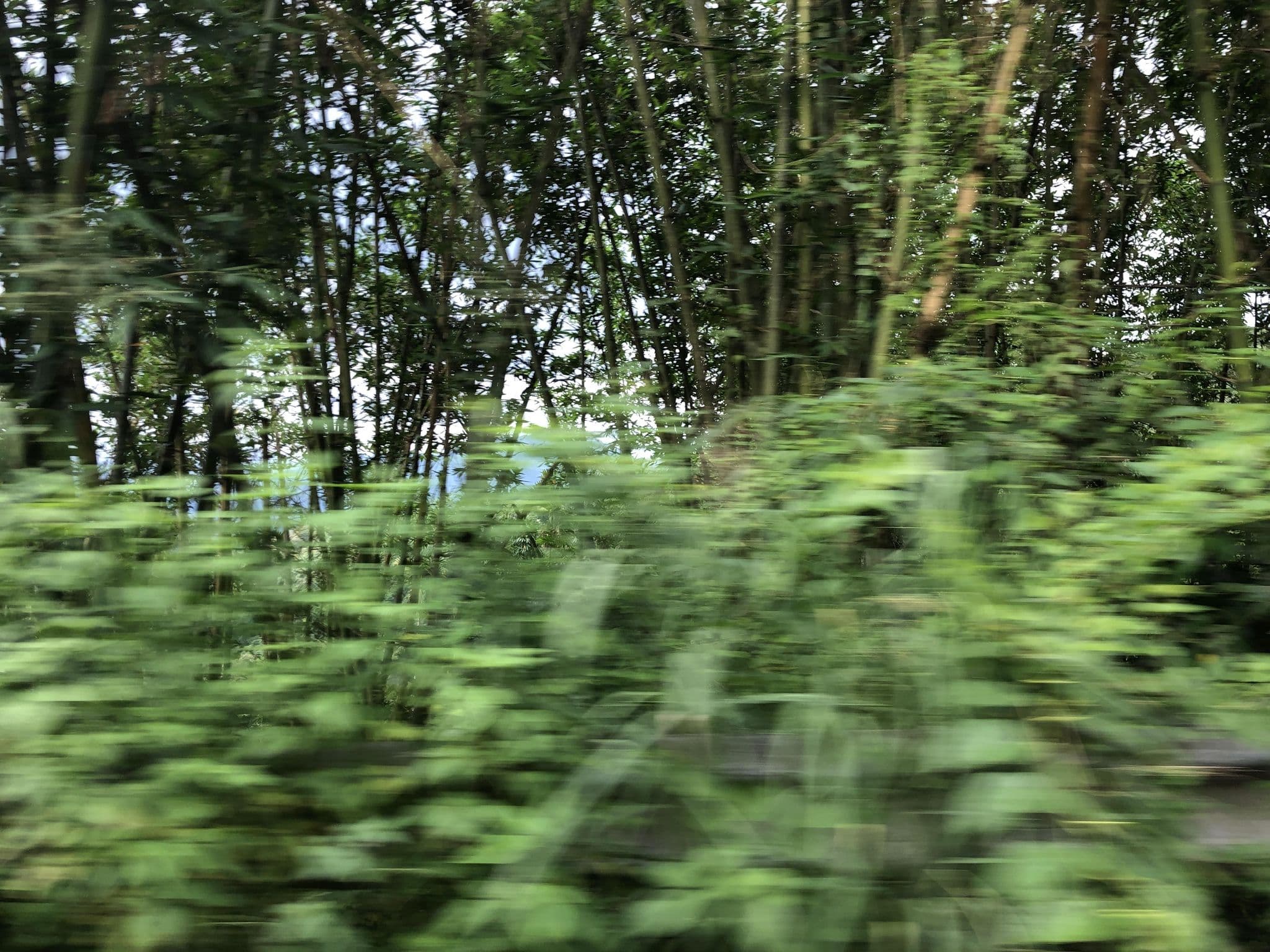 Street view near 欣欣農棧民宿, Lugu — © monica_migu (CC BY-SA · Mapillary)
