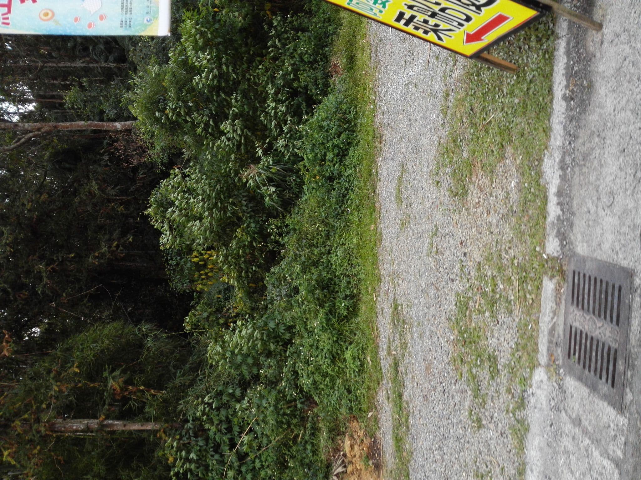 Street view near 日月潭山慕民宿, Puli — © ragnark (CC BY-SA · Mapillary)