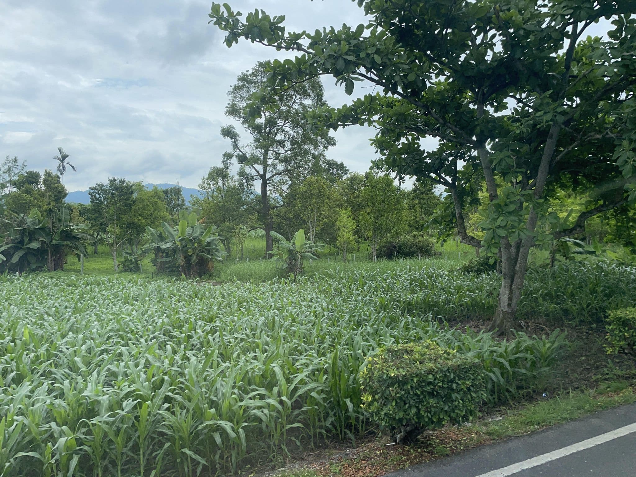 Street view near 橄欖樹農坊, Hualien City — © ChenJJ (CC BY-SA · Mapillary)