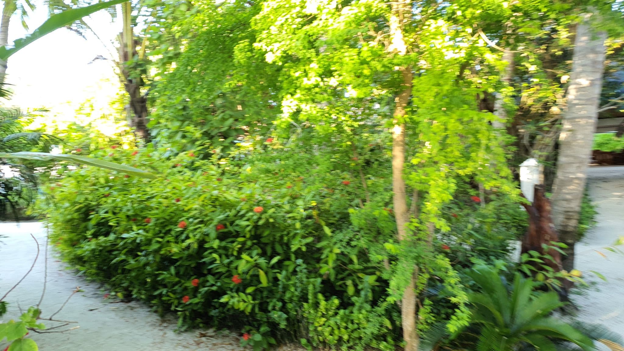 Street view near Angaga Reception, Mahibadhoo — © borovac (CC BY-SA · Mapillary)