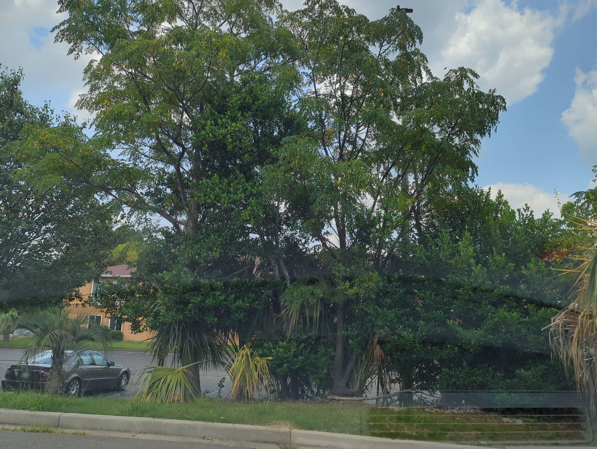 Street view near Holiday Inn Express Cordele, Cordele — © maxolasersquad (CC BY-SA · Mapillary)