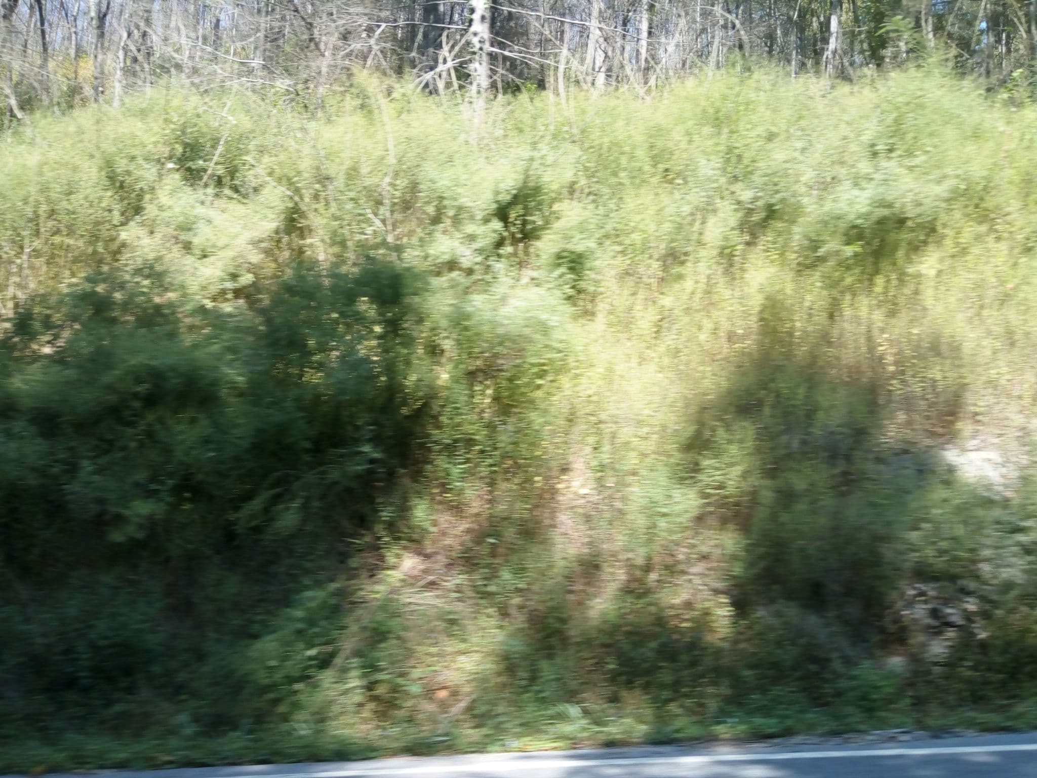 Street view near Room 201, Gatlinburg — © mapfool (CC BY-SA · Mapillary)