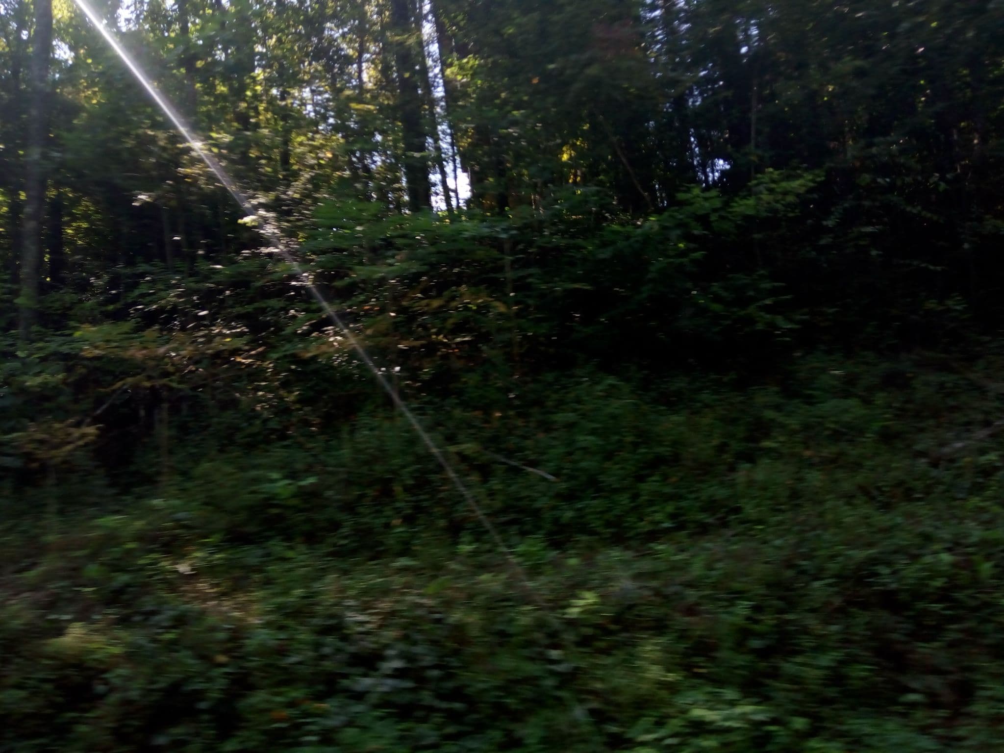 Street view near Heaven On Earth Cabins, Gatlinburg — © mapfool (CC BY-SA · Mapillary)