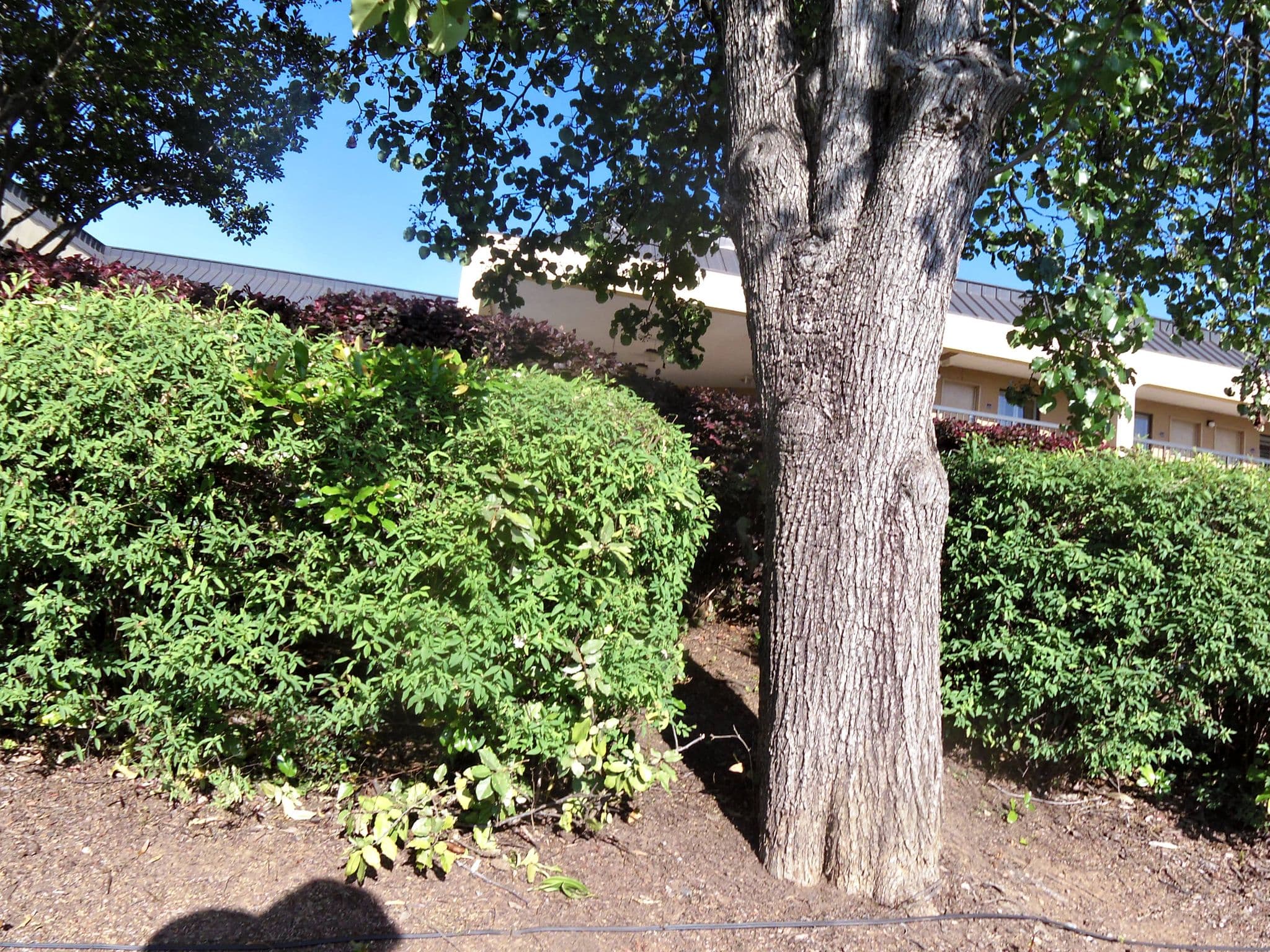 Street view near Hampton by Hilton, North Augusta — © allen (CC BY-SA · Mapillary)