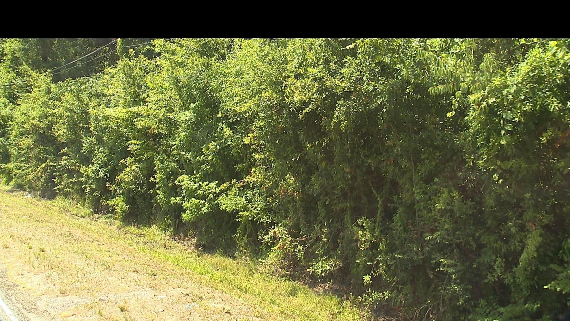 Street view near Pontchartrain Guest House, Mandeville — © WR2_2023 (CC BY-SA · Mapillary)
