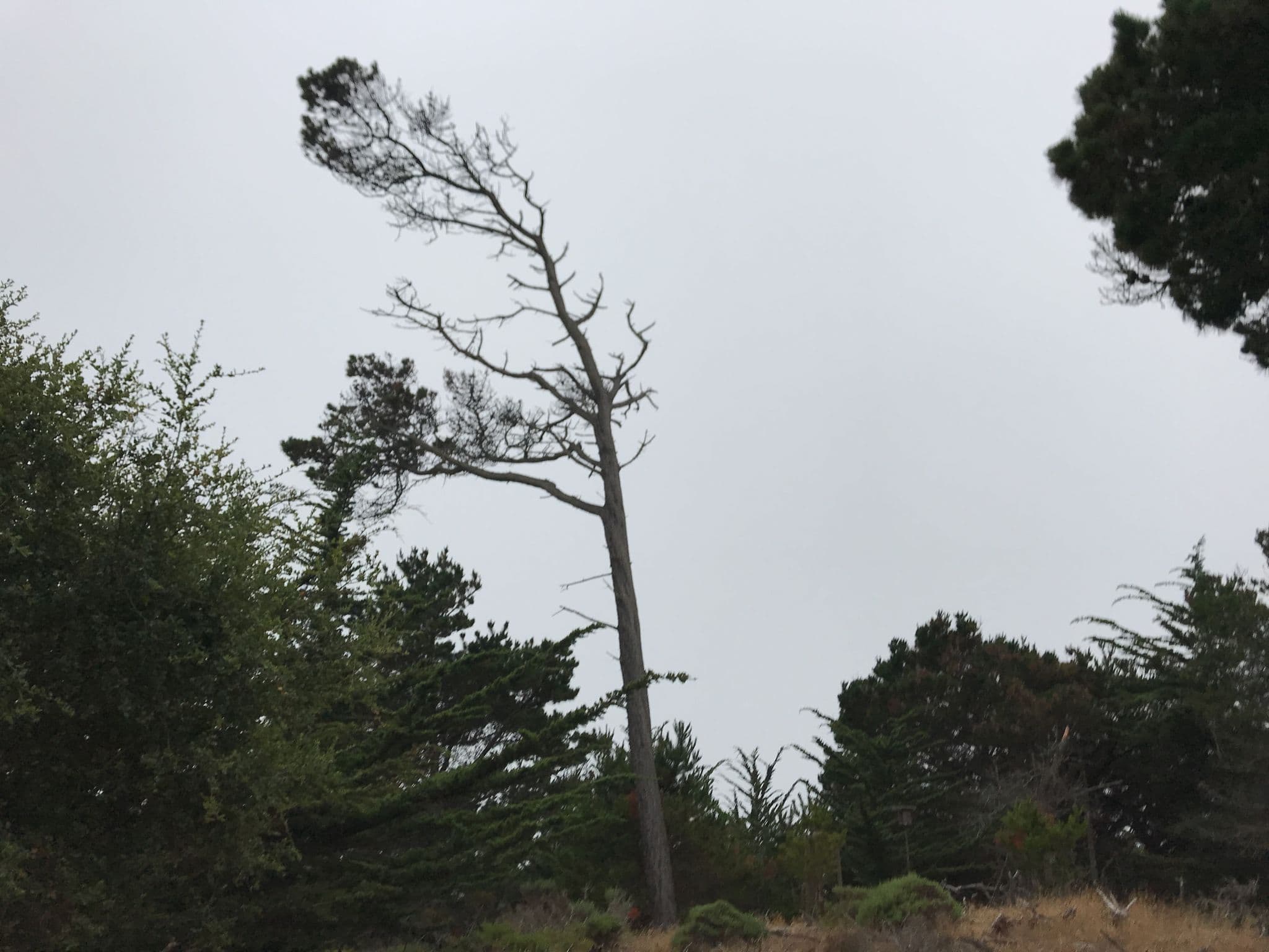 Street view near Whitecaps South, Pacific Grove — © josephmaps (CC BY-SA · Mapillary)