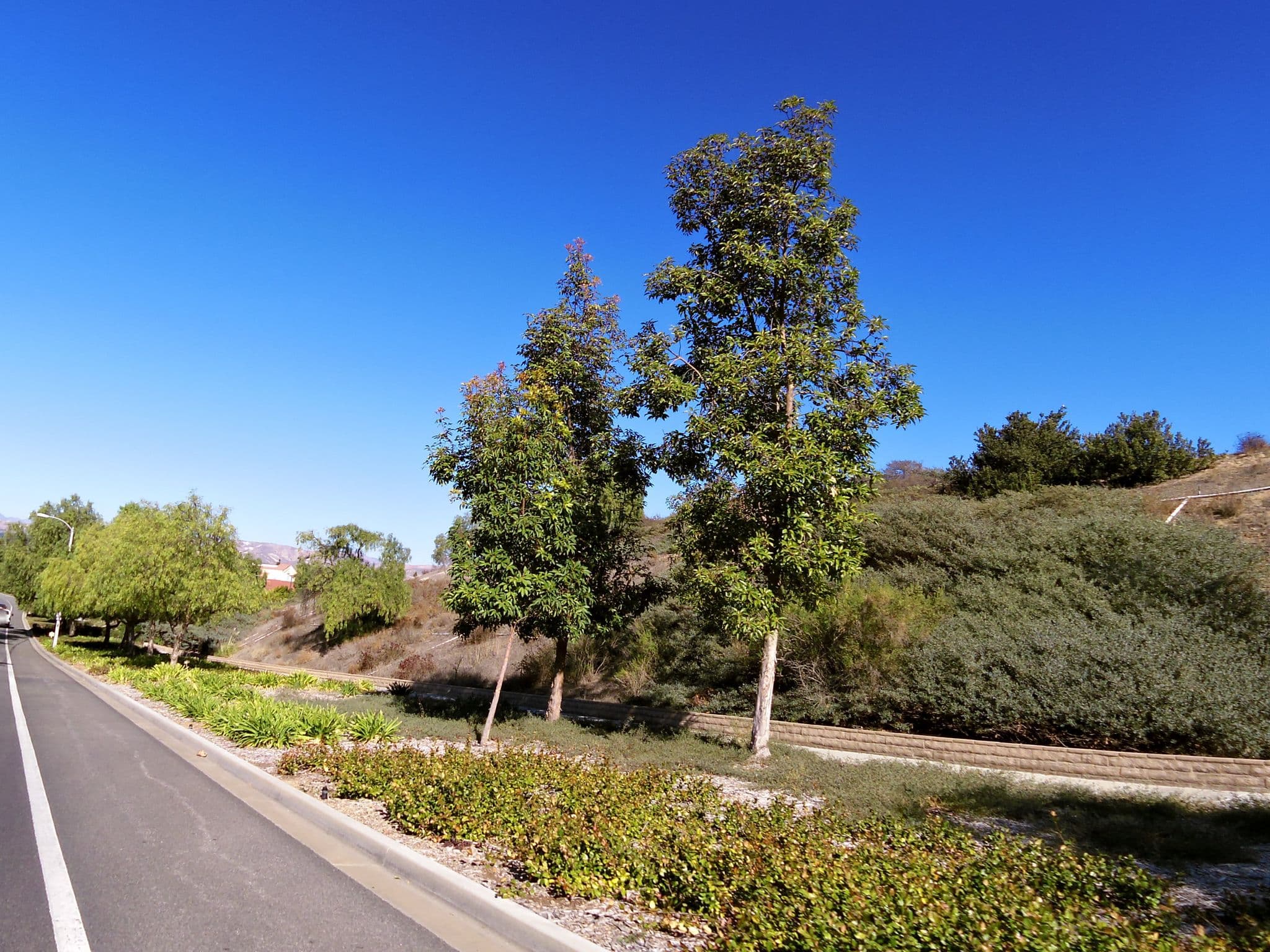 Street view near The Hotel, Moorpark — © andrewsnow (CC BY-SA · Mapillary)