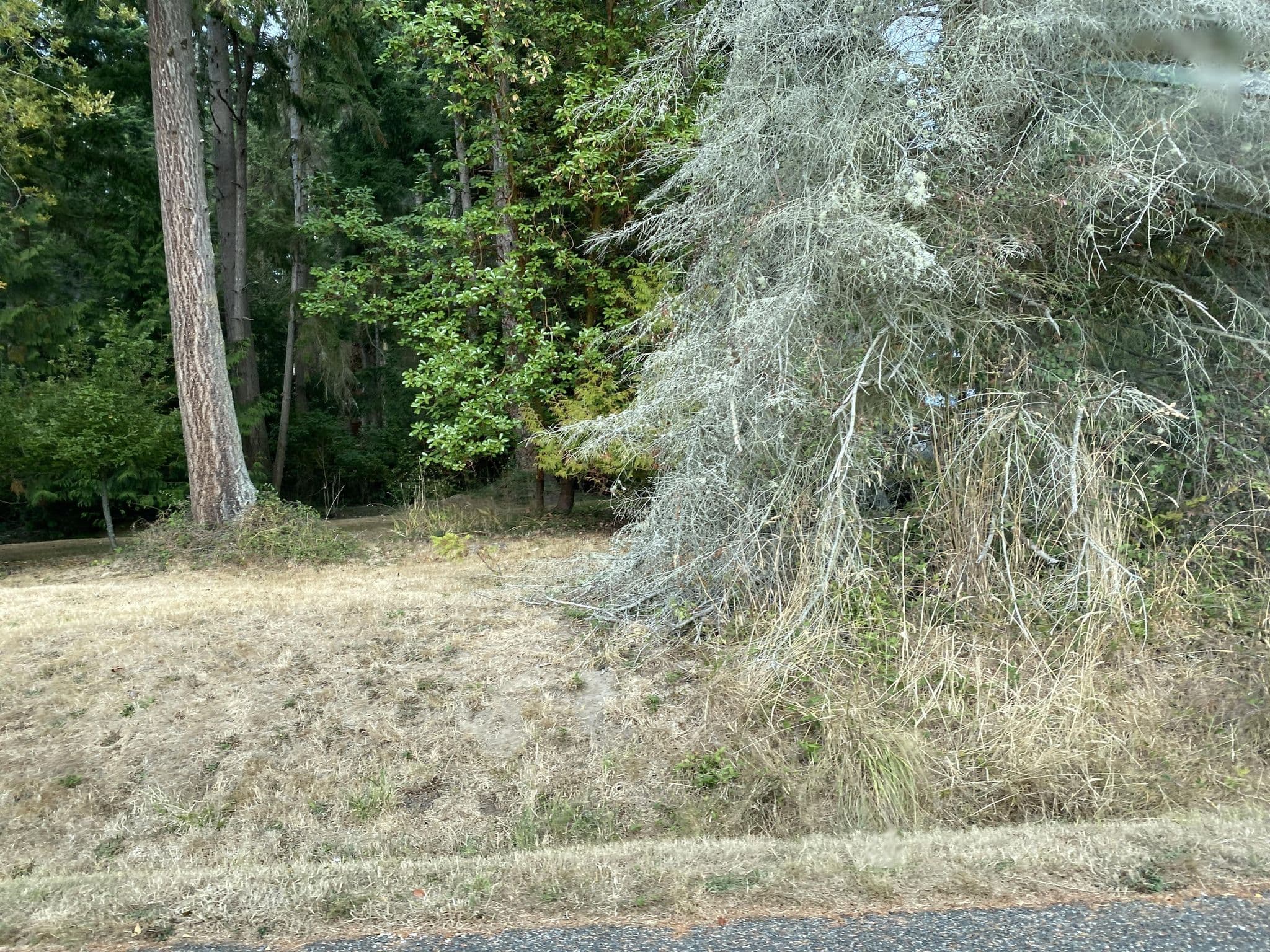 Street view near The Whidbey Clam Bake, Camano — © cmiles (CC BY-SA · Mapillary)