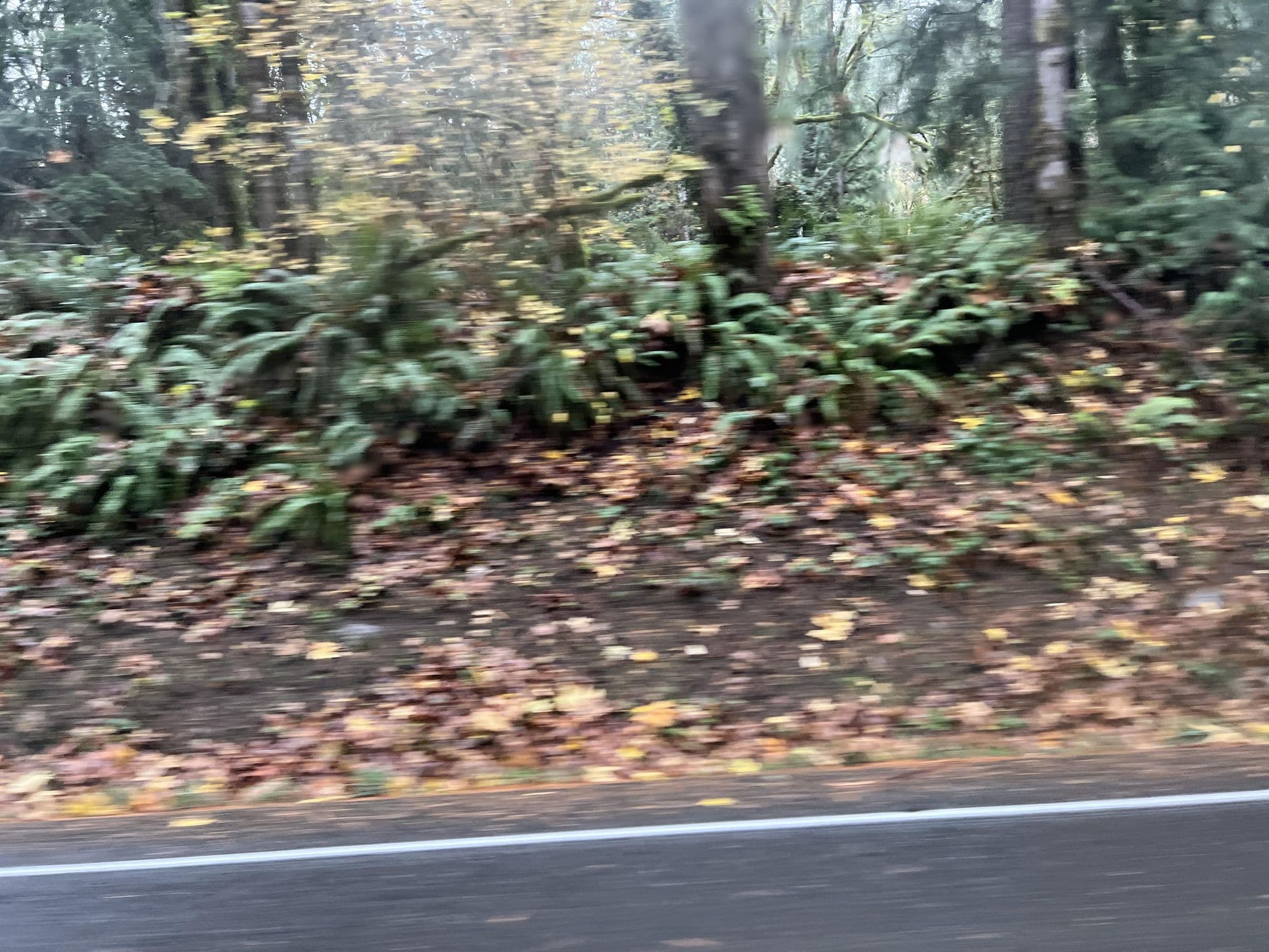 Street view near The Lodge at treehouse point, Fall City — © cmiles (CC BY-SA · Mapillary)