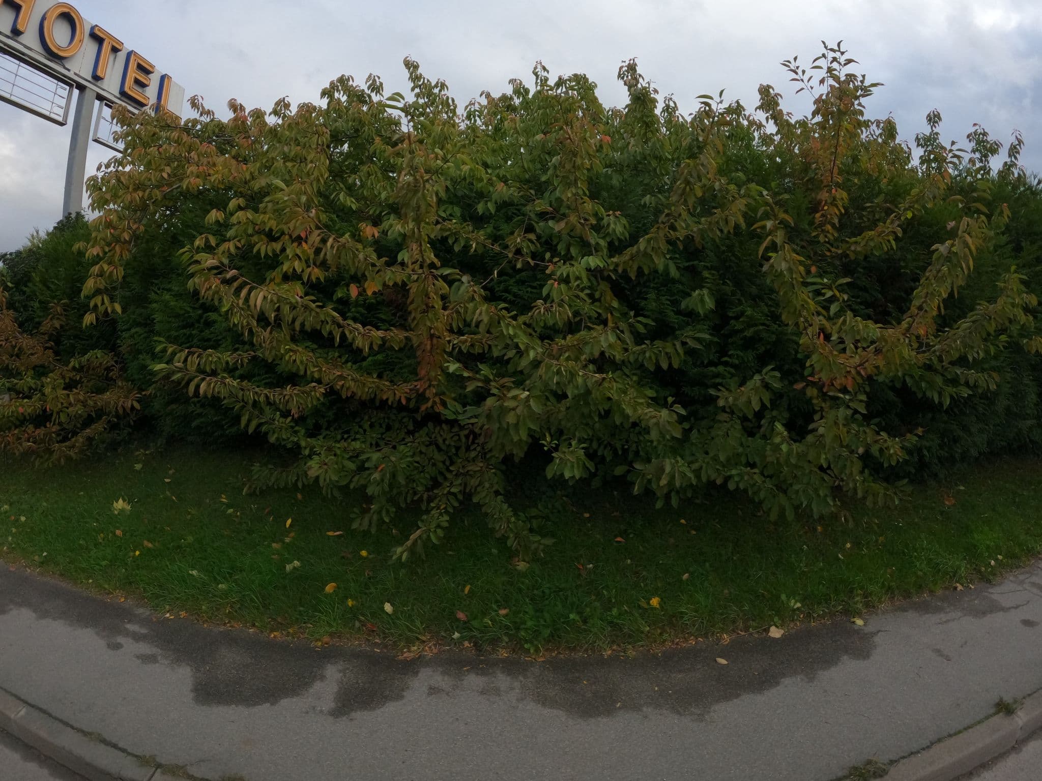 Street view near Hôtel Clora, Chelles — © stephanep (CC BY-SA · Mapillary)
