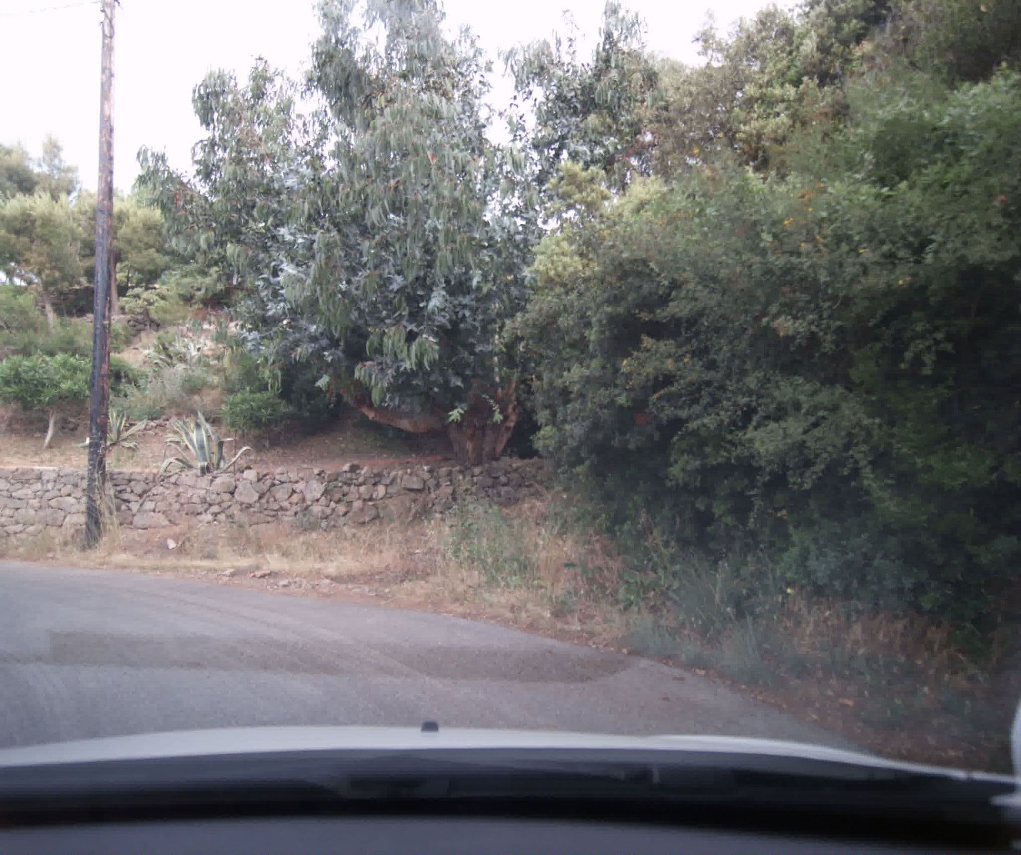 Street view near La Gavaresse, Carqueiranne — © sogefi (CC BY-SA · Mapillary)