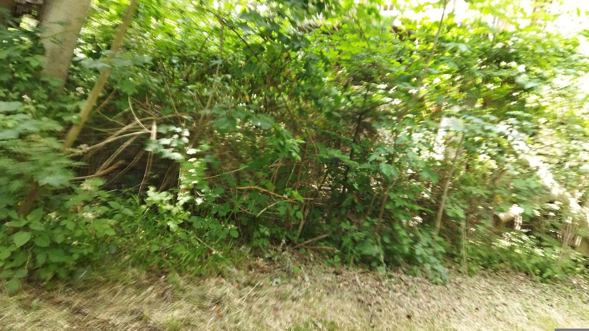 Street view near Baumhaus Birkenreich im Naturresort Tripsdrill, Cleebronn — © changchun1 (CC BY-SA · Mapillary)