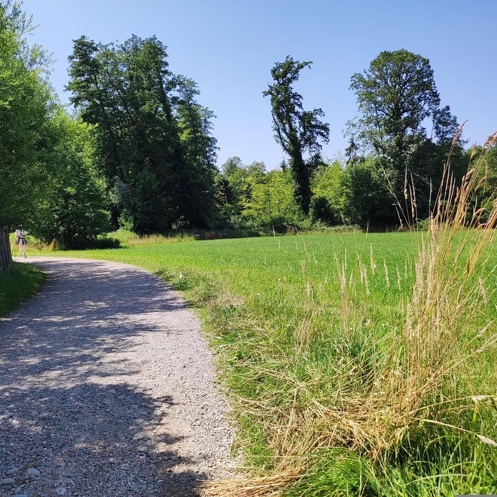 Street view near Ferienhaus Roseneck, Prien am Chiemsee — © msdess (CC BY-SA · Mapillary)