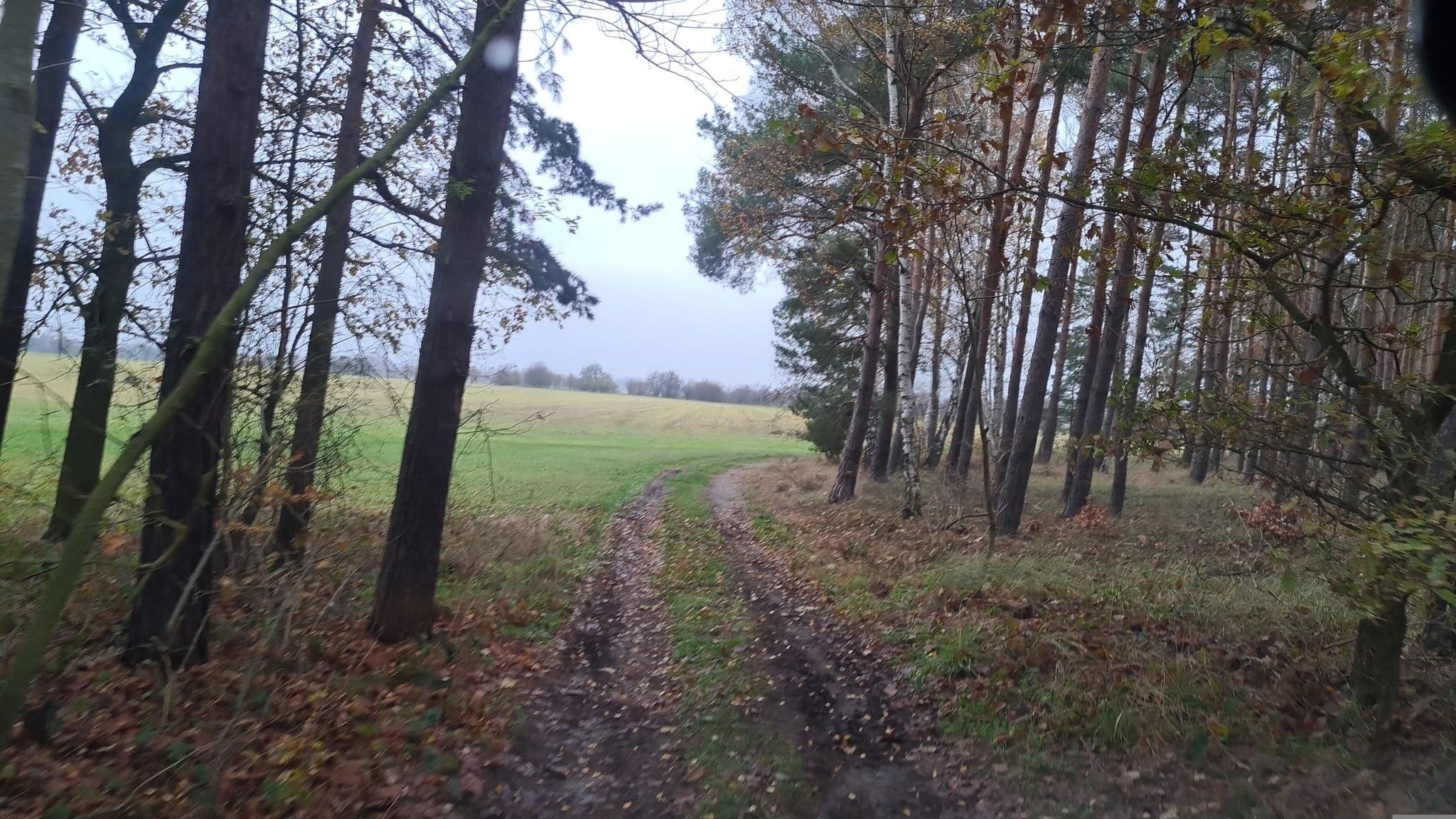 Street view near Zur Mühle, Sallgast — © dsmm (CC BY-SA · Mapillary)