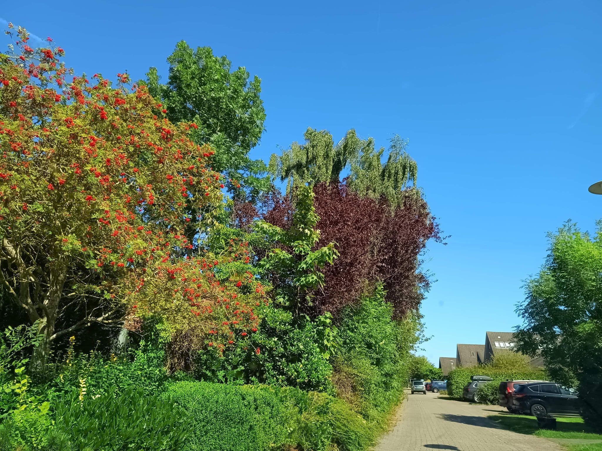 Street view near Hus Otzum, Esens — © thetornado76 (CC BY-SA · Mapillary)