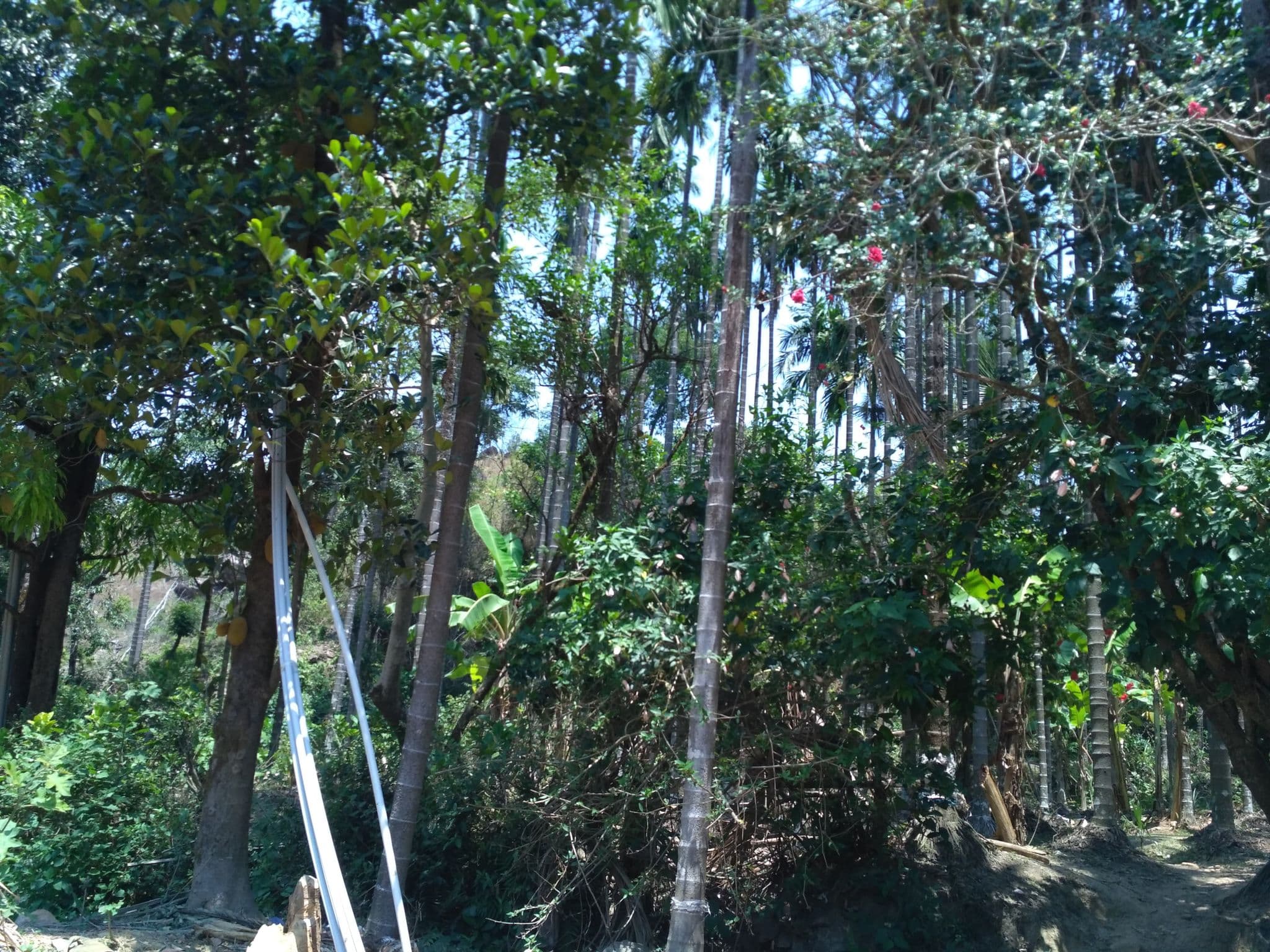 Street view near Bhattara Mane, Konaje — © chethan (CC BY-SA · Mapillary)