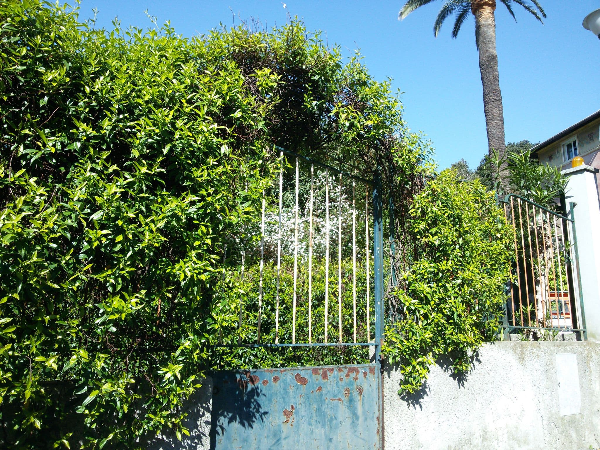 Street view near Il Mare Sotto Al Cuscino, Nervi — © ale_zena_it (CC BY-SA · Mapillary)