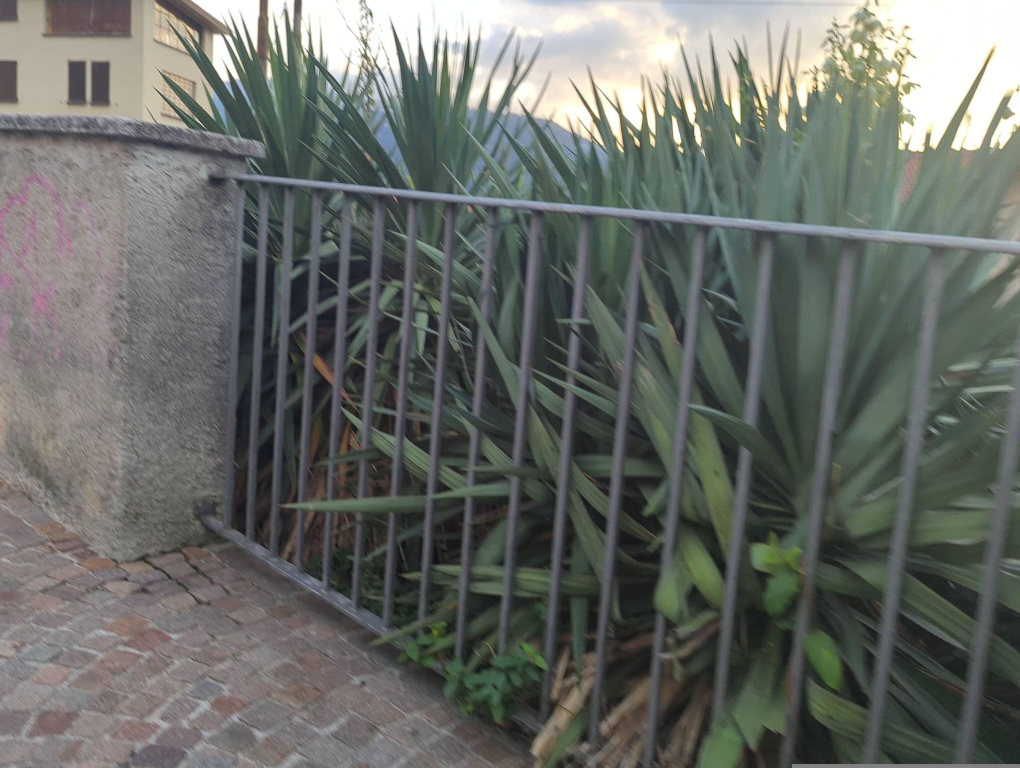 Street view near B&B Patrizia, Lierna — © oeschinen (CC BY-SA · Mapillary)