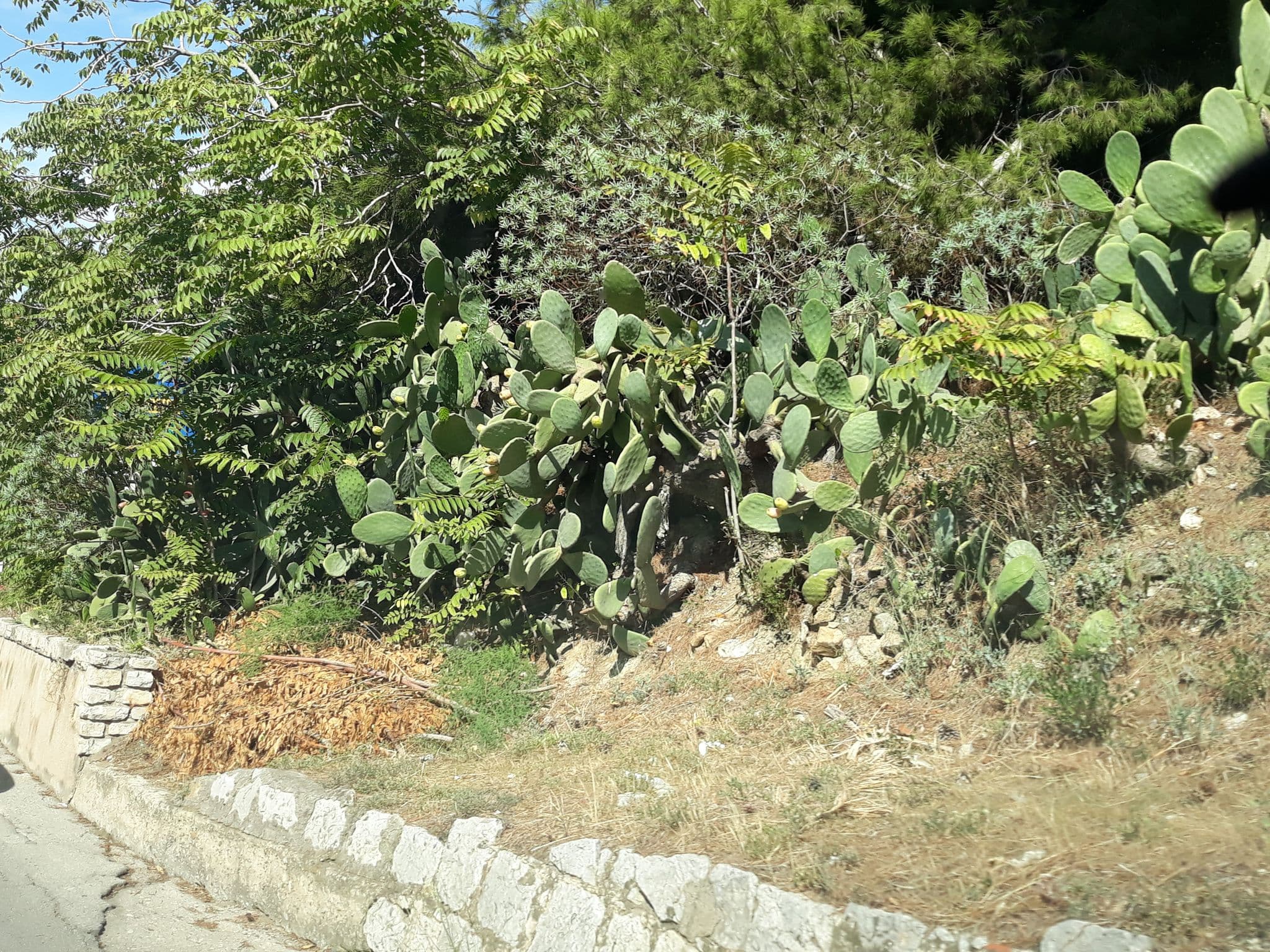 Street view near Hortensia House, Cefalù — © roberto_inzerillo (CC BY-SA · Mapillary)