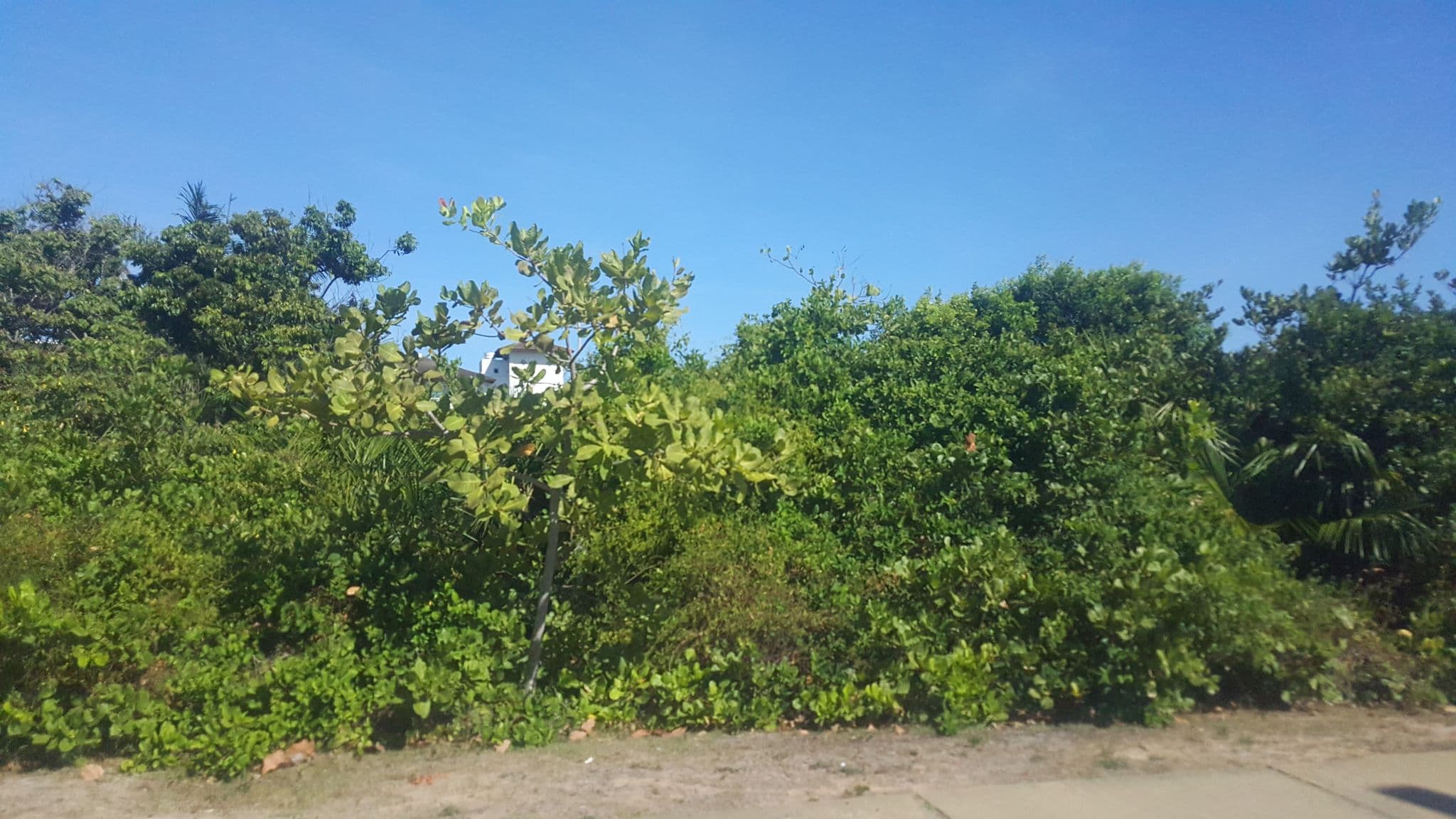 Street view near Costa Sauipe - Ala Sol, Itanagra — © diegokrein (CC BY-SA · Mapillary)