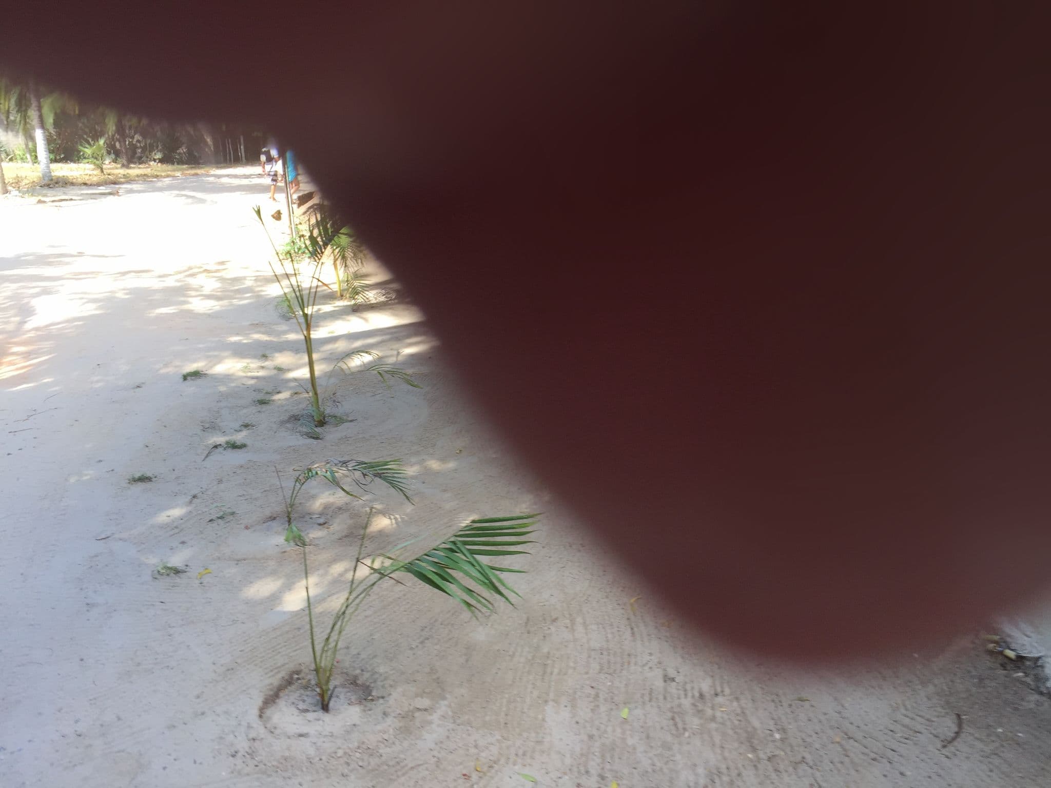 Street view near Pousada Tropical Brasil, Jijoca de Jericoacoara — © wander (CC BY-SA · Mapillary)
