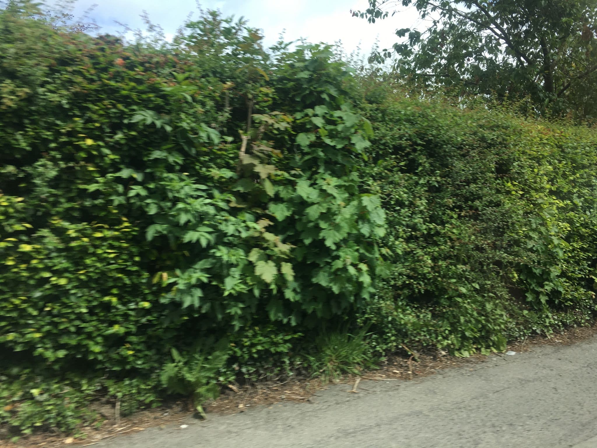 Street view near The Ginger Ale Factory, Lampeter — © gness (CC BY-SA · Mapillary)