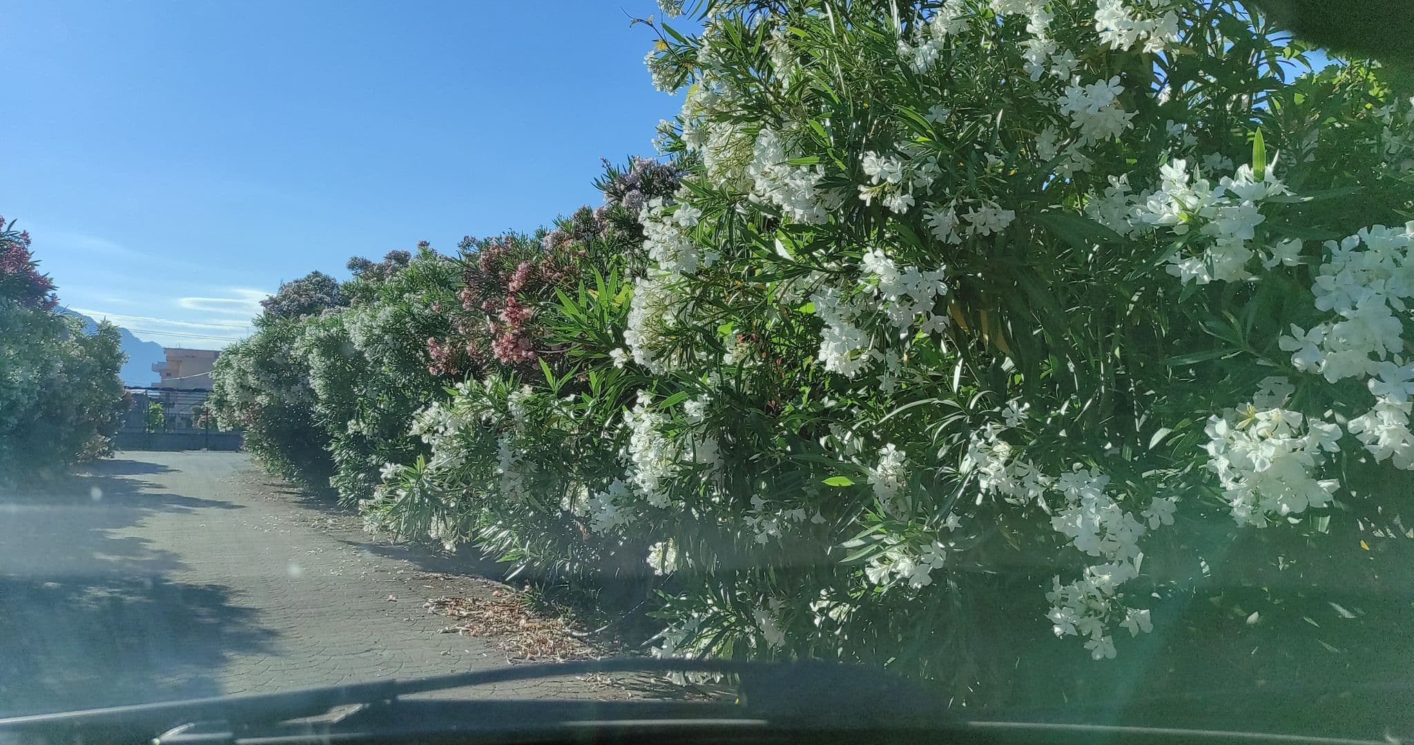 Street view near Godija, Gjadër, Dajc — © denisju_osm (CC BY-SA · Mapillary)