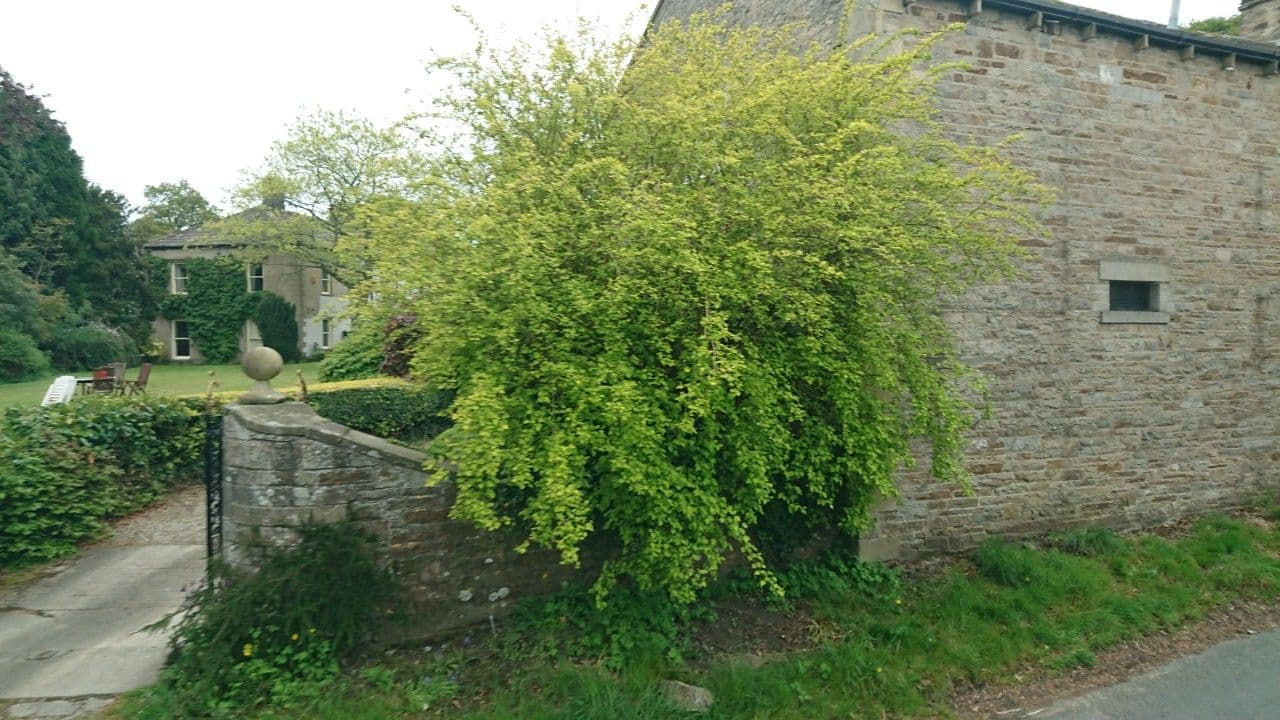 Street view near The Grange, Leyburn — © skifans (CC BY-SA · Mapillary)