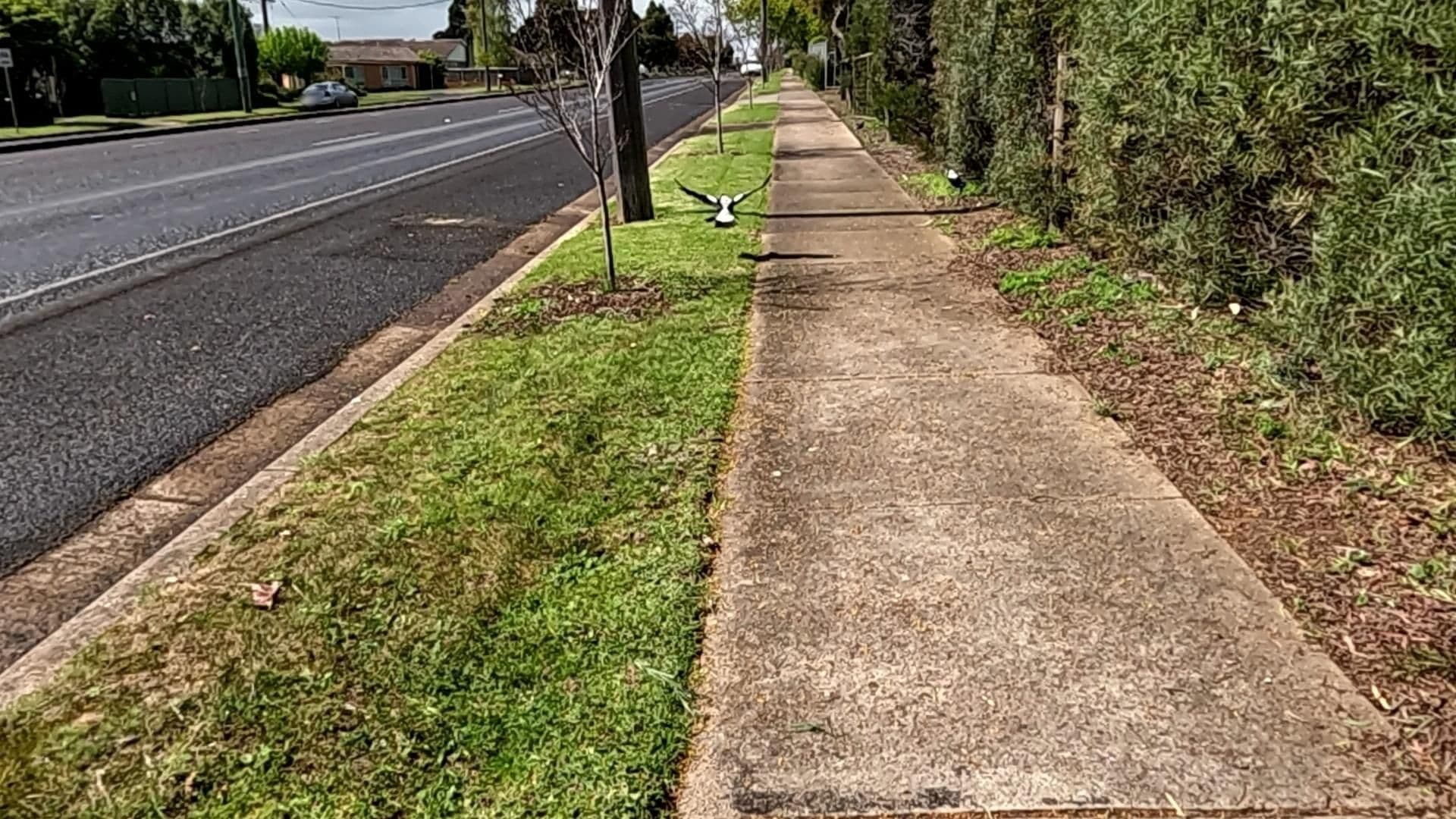 Street view near Ashwick House, Hamilton — © SGSC_RACAS_FOOTPATH (CC BY-SA · Mapillary)