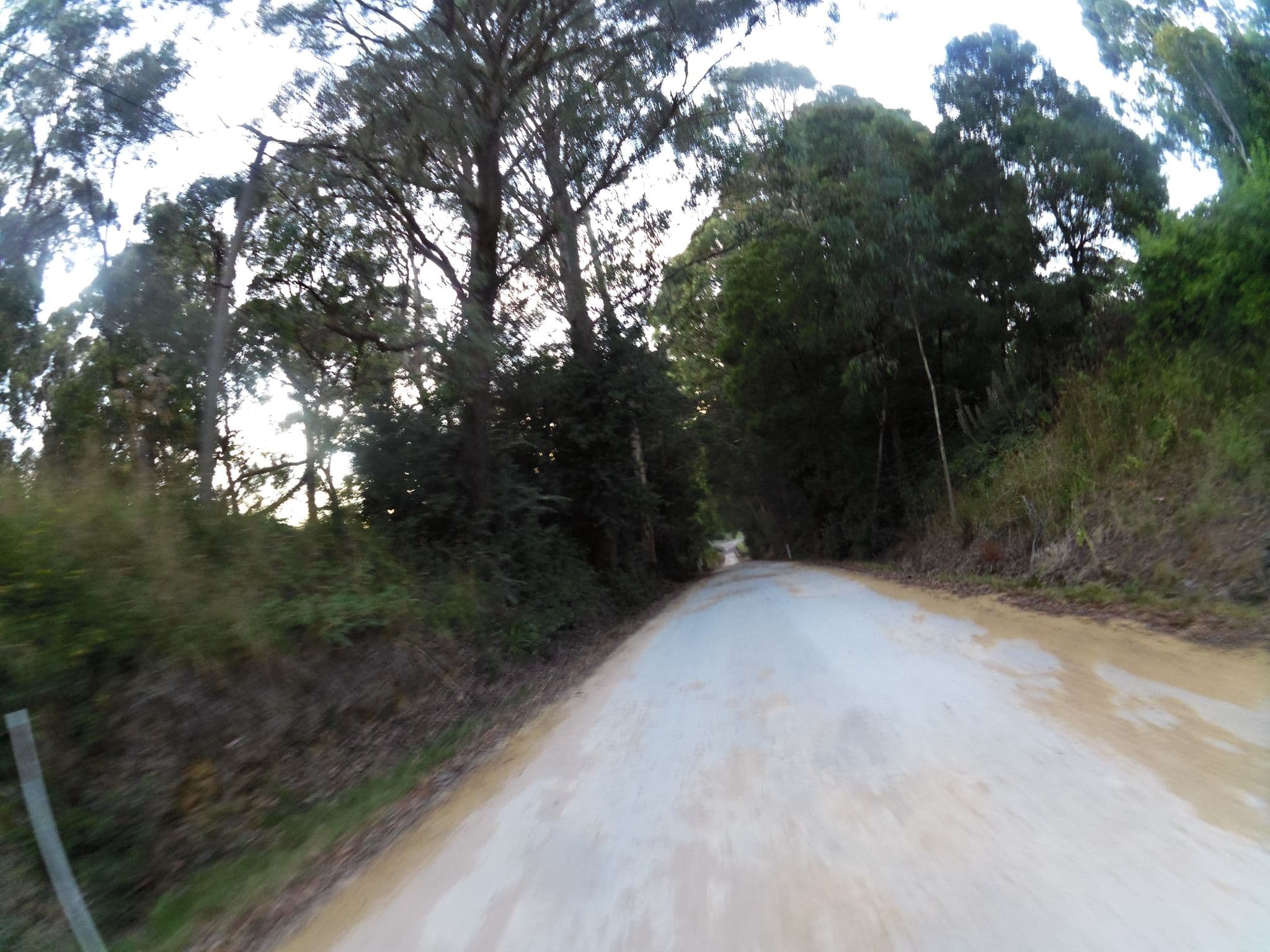 Street view near Riders Palace Forrest, Elliminyt — © skillsy (CC BY-SA · Mapillary)
