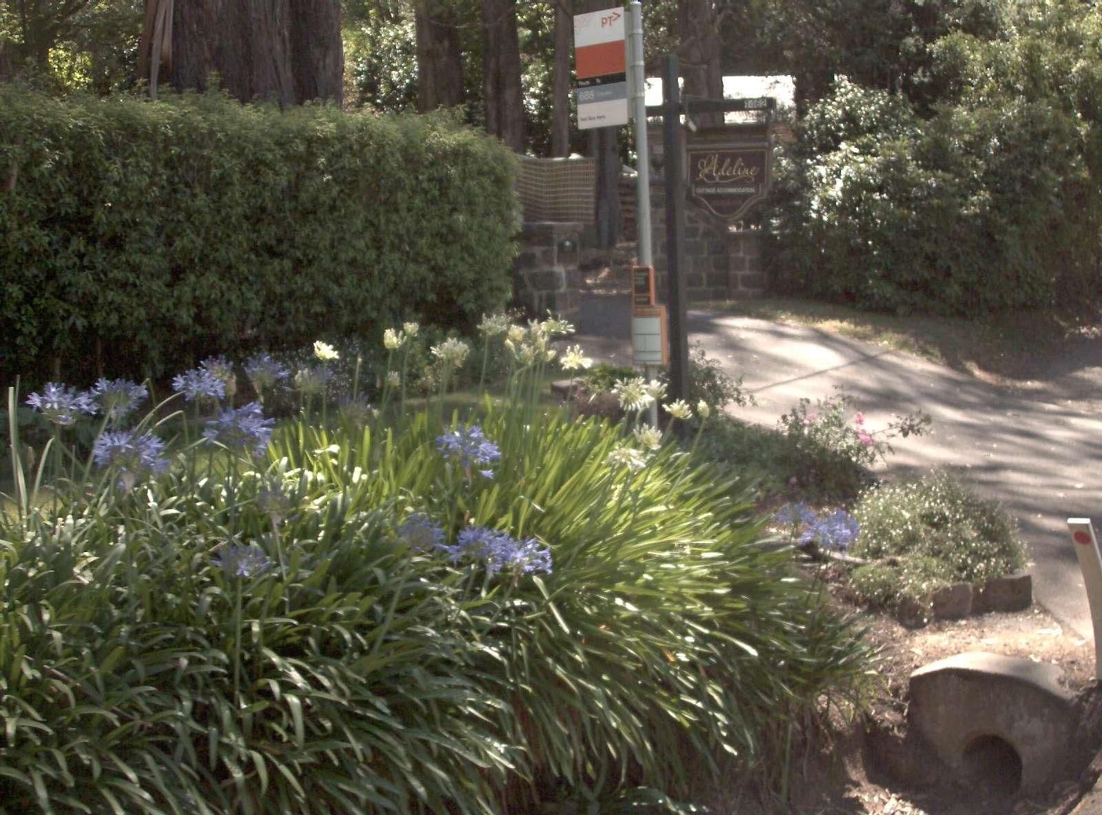 Street view near Adeline Bed and Breakfast, Olinda — © vicroads (CC BY-SA · Mapillary)
