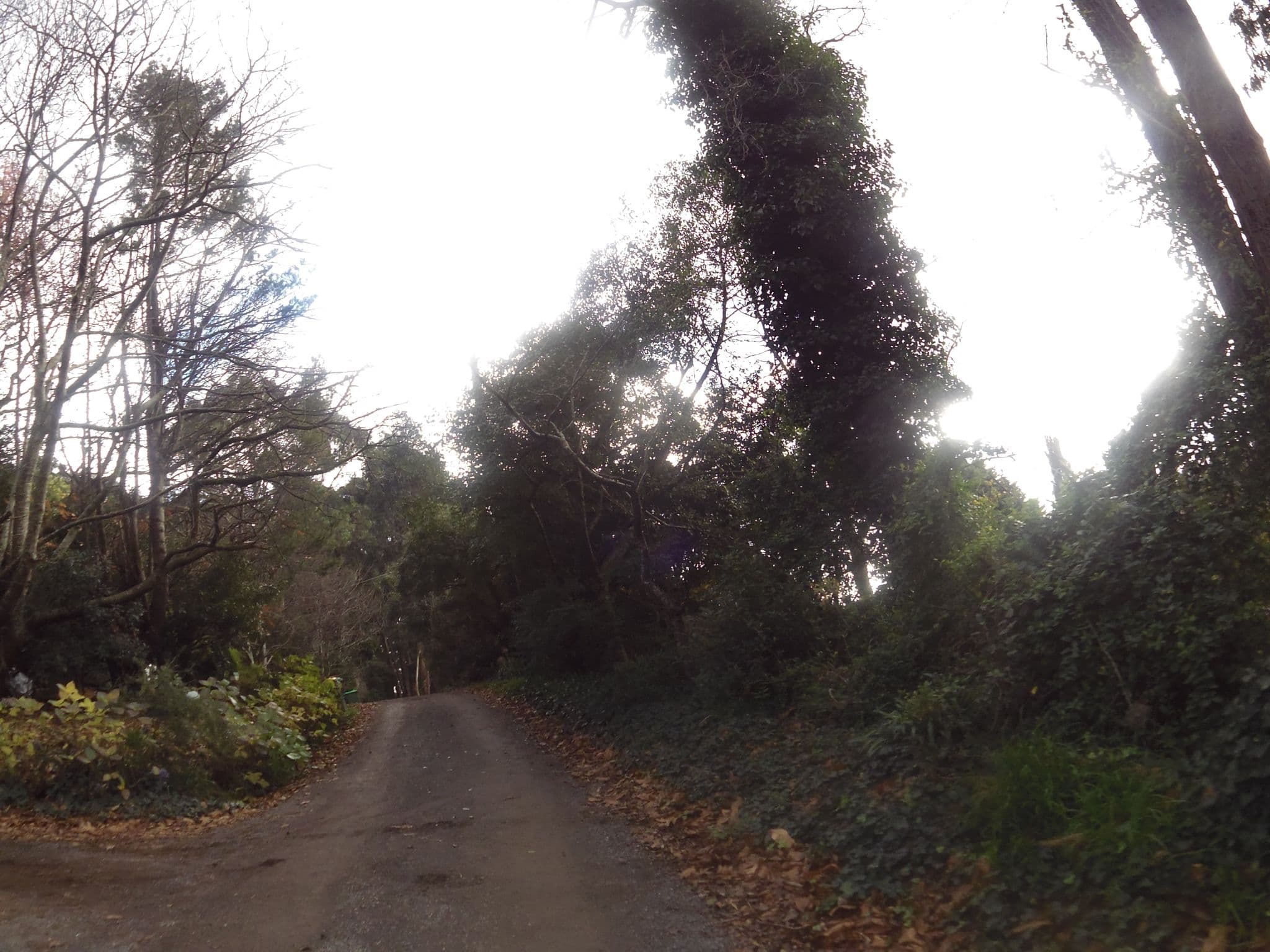 Street view near Villa Rao of Sassafras, Sassafras — © skillsy (CC BY-SA · Mapillary)