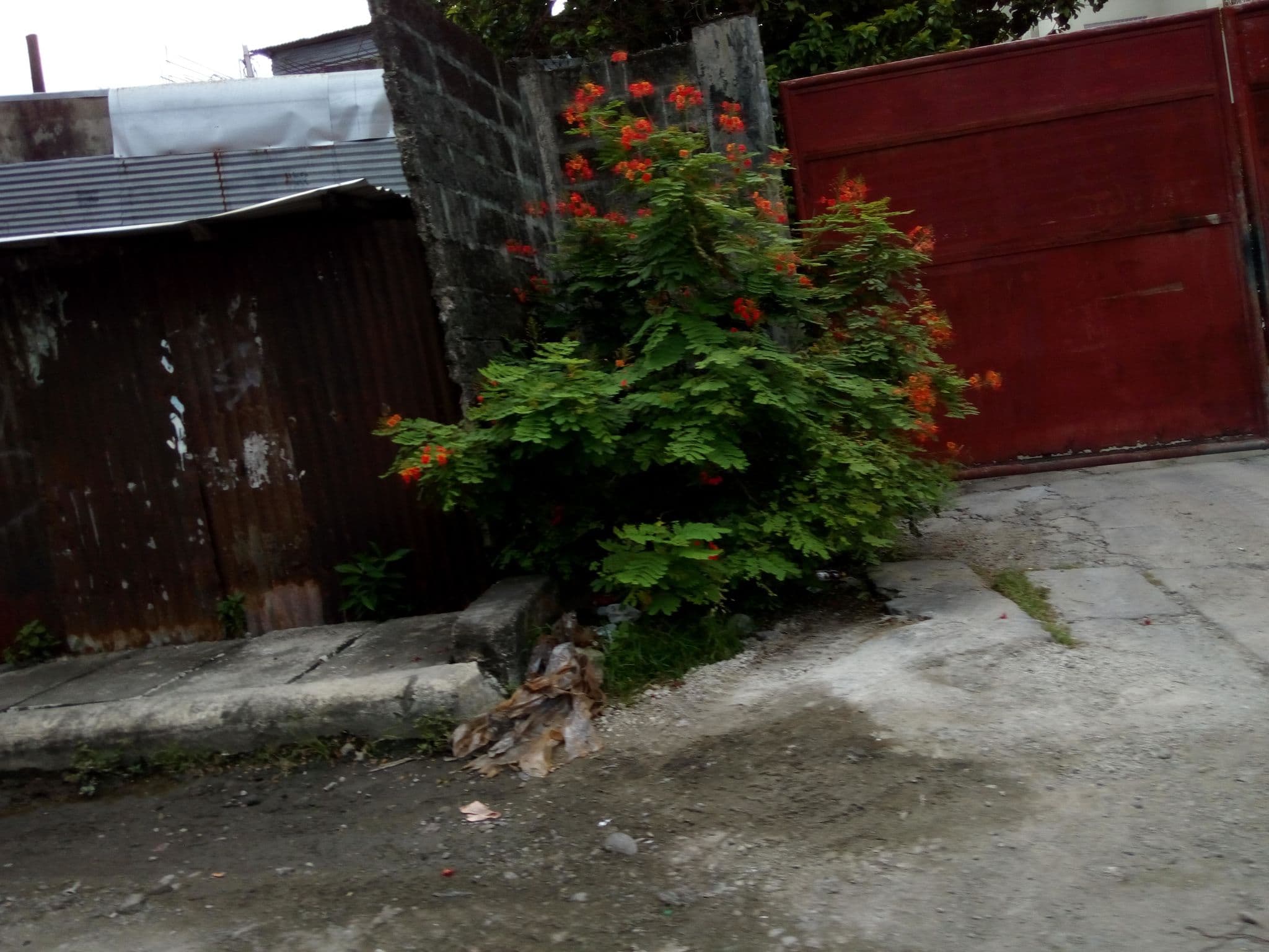 Street view near Sayagbanog Private Resort, Surigao — © rukku (CC BY-SA · Mapillary)