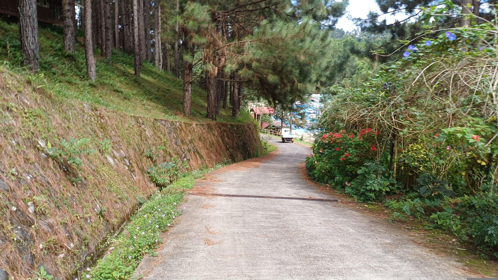 Street view near Pine Grove Hotel & Resto, Dahilayan Adventure Park, Kalugmanan — © dp24ph (CC BY-SA · Mapillary)