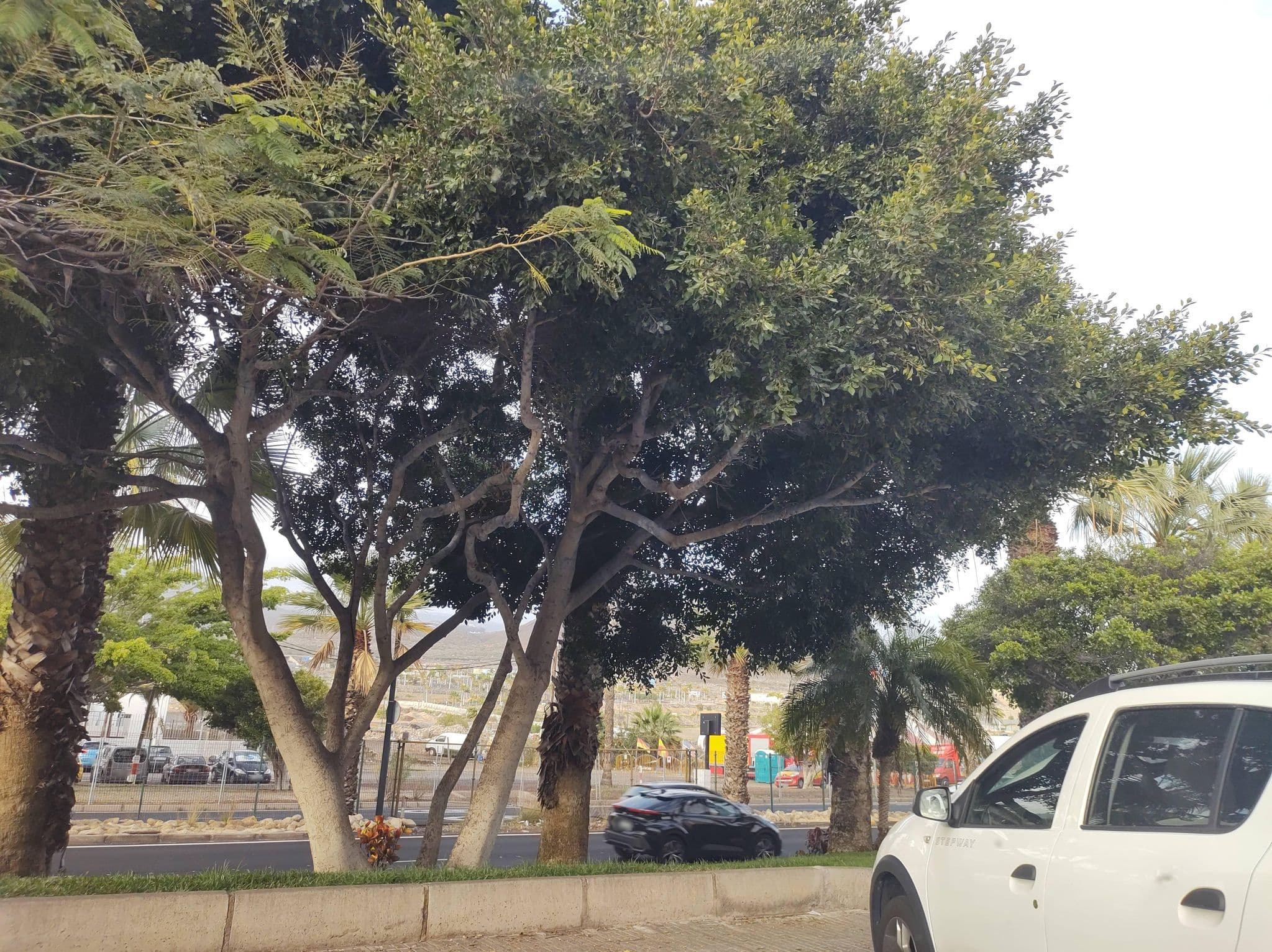 Street view near Áticos los Cristianos, Playa de las Américas — © thetornado76 (CC BY-SA · Mapillary)
