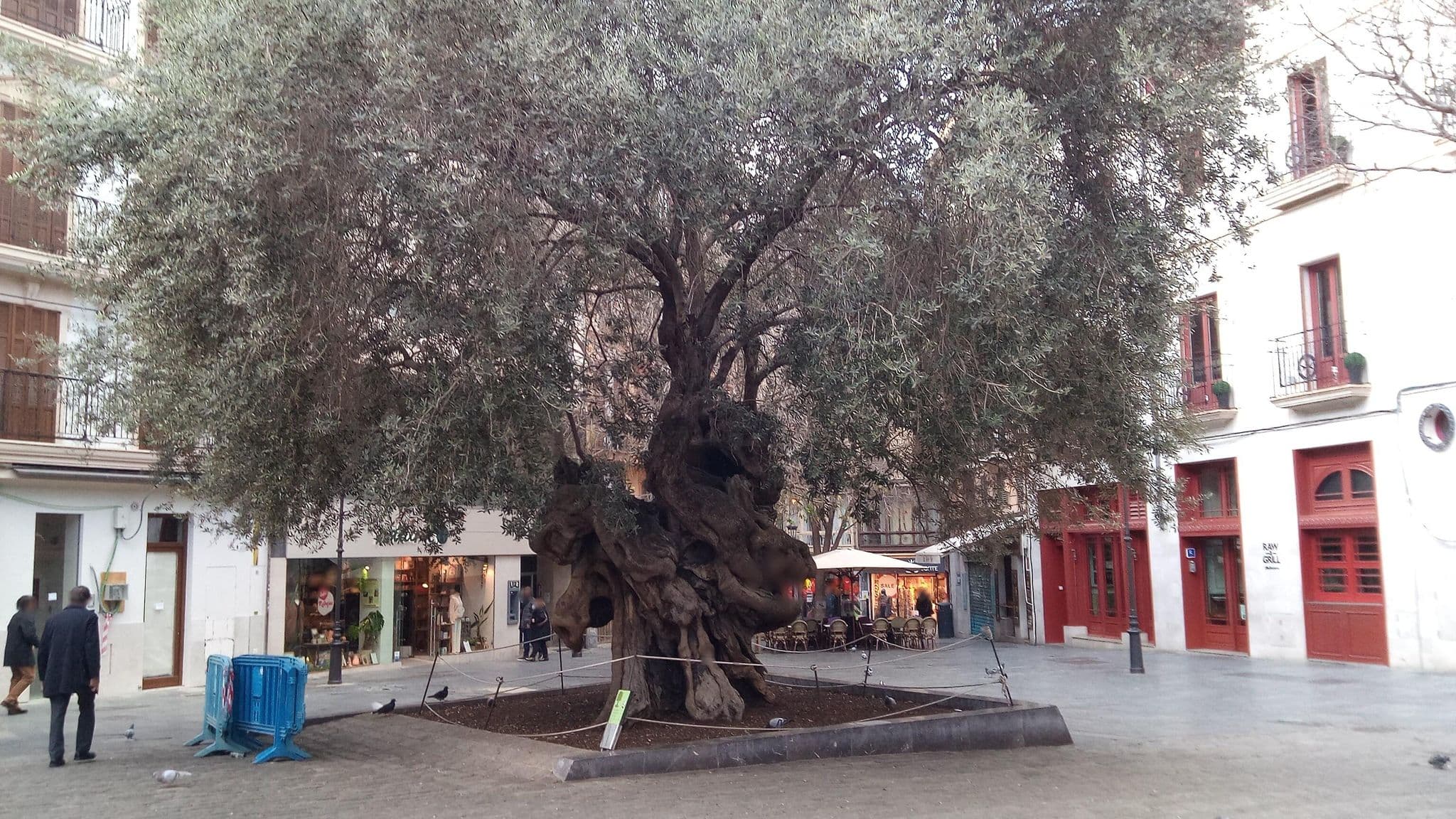Street view near Palma De Mallorca, Palma — © dulliman (CC BY-SA · Mapillary)