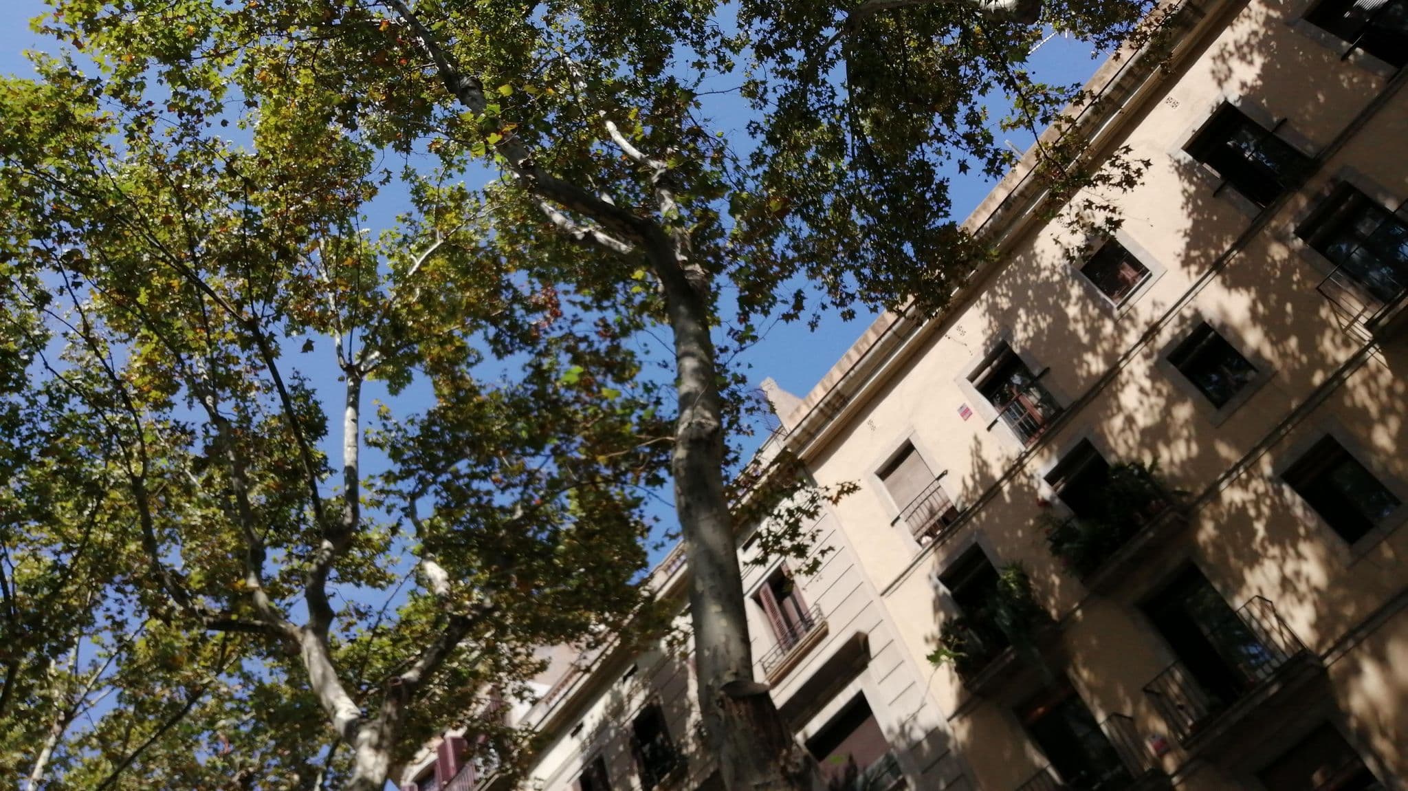 Street view near No 49 - The Streets Apartments Barcelona, Ciutat Vella — © alememex (CC BY-SA · Mapillary)
