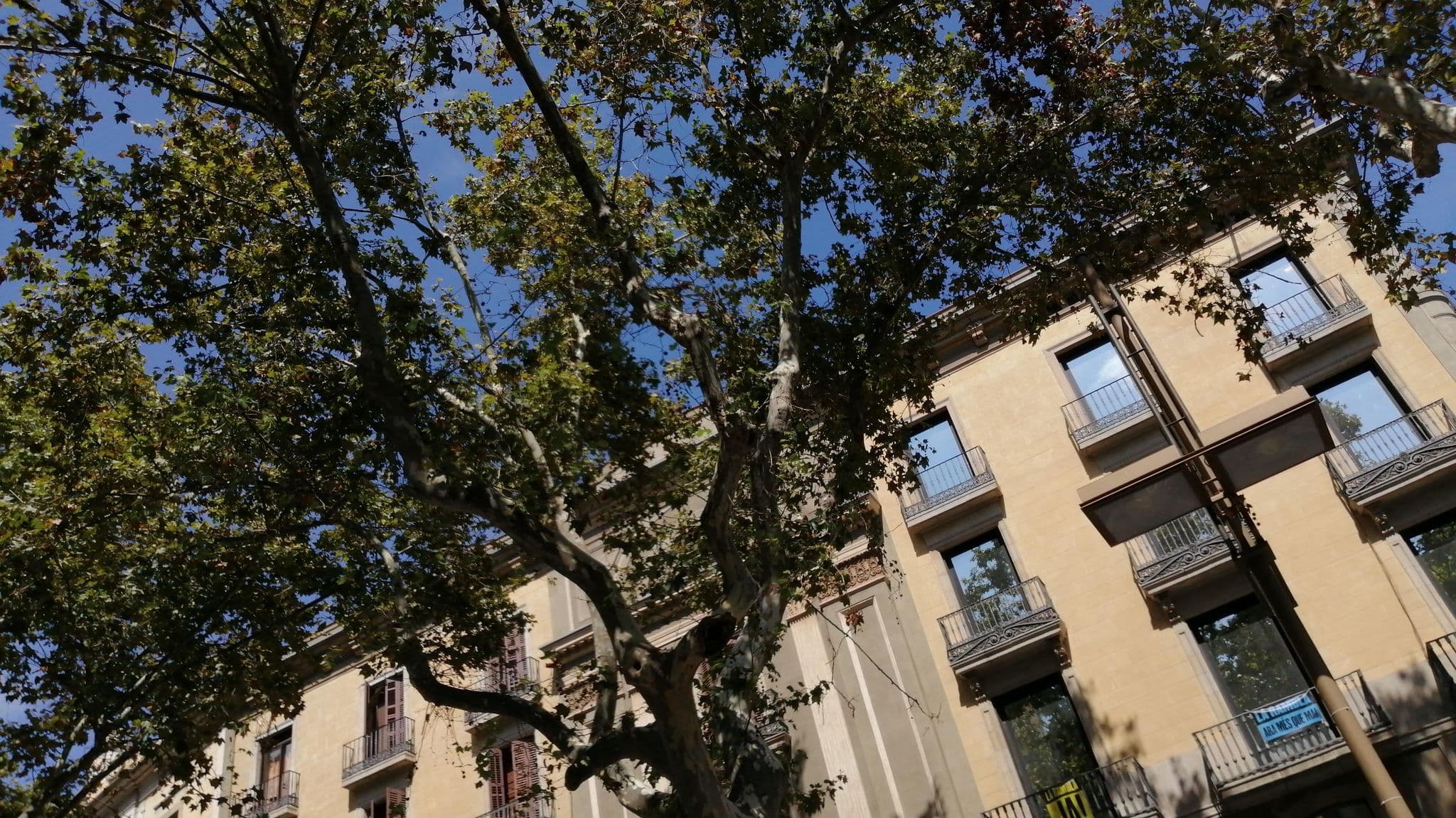 Street view near Hotel Ramblas Barcelona, Ciutat Vella — © alememex (CC BY-SA · Mapillary)