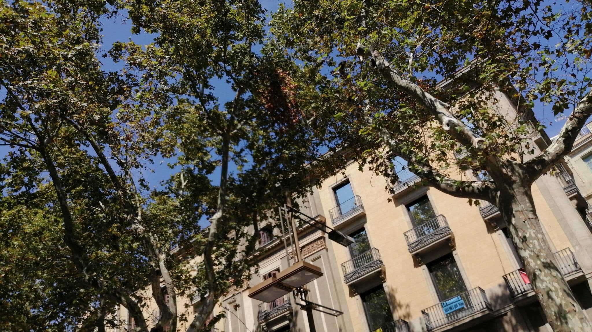 Street view near Las Ramblas Rooms B&B, Ciutat Vella — © alememex (CC BY-SA · Mapillary)