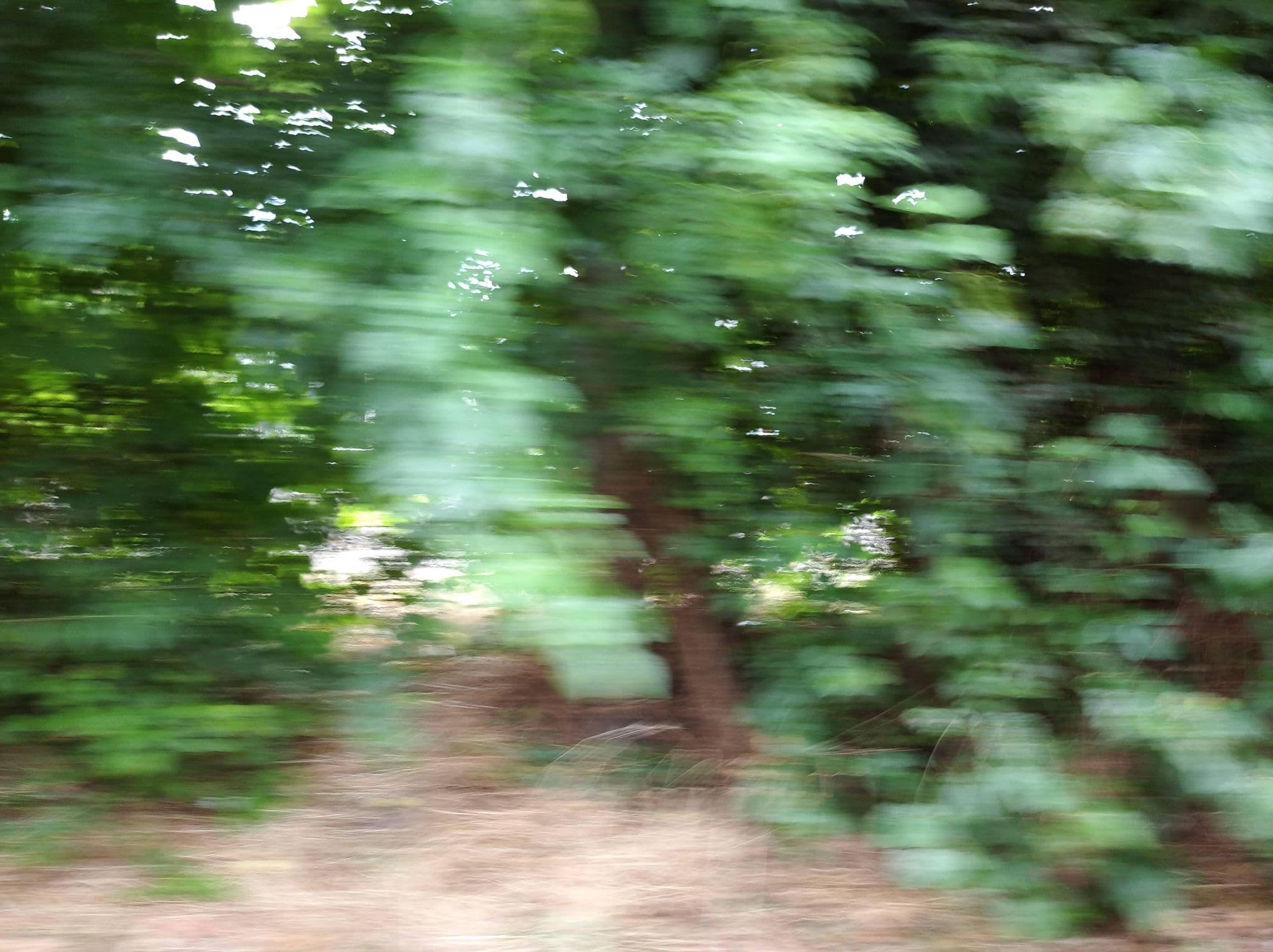 Street view near Írisz Panzió, Csillaghegy — © grozsa11 (CC BY-SA · Mapillary)