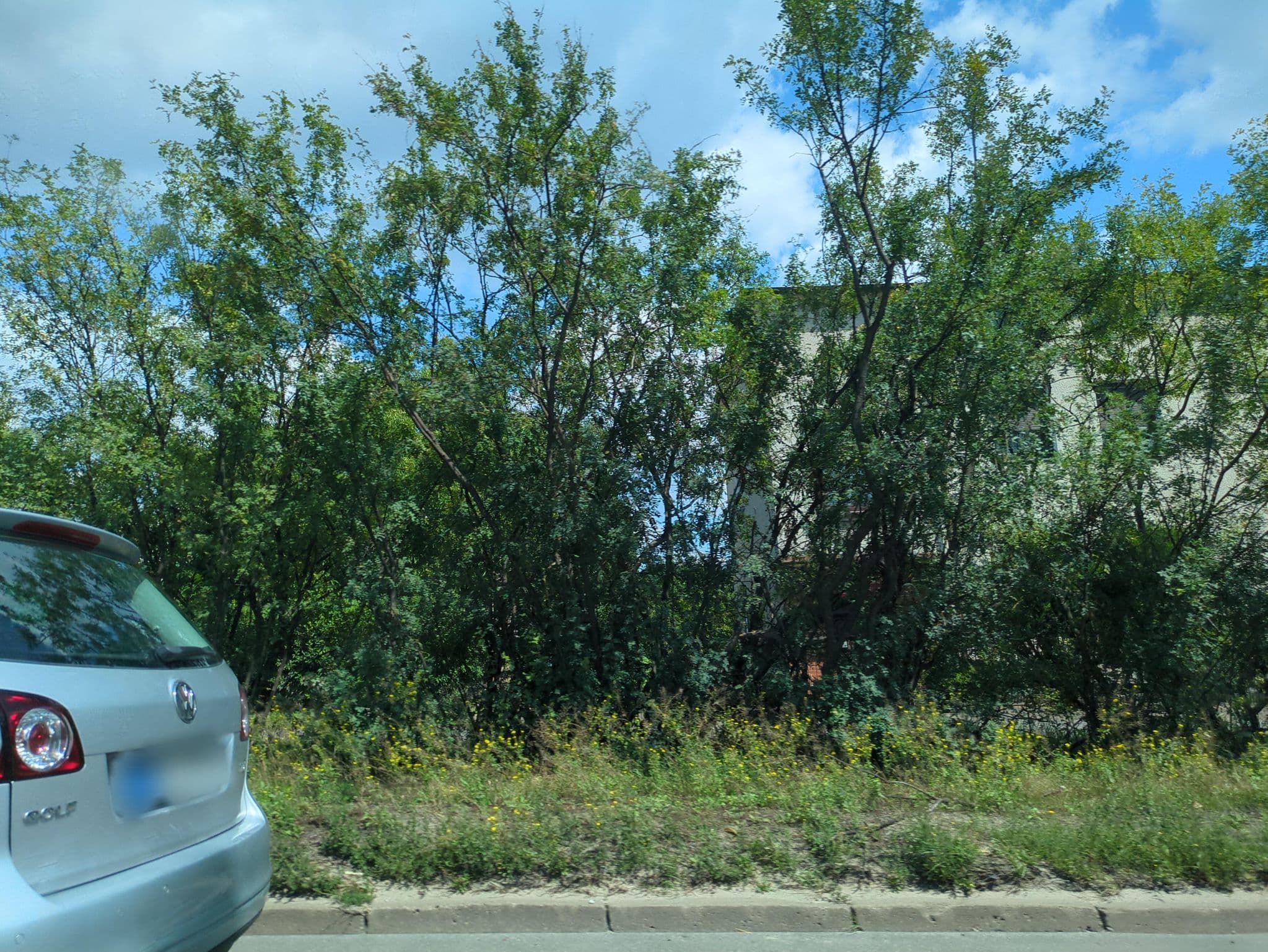 Street view near Adam Kromuszczyński, Poznań — © 6b17d8c50e264a46 (CC BY-SA · Mapillary)