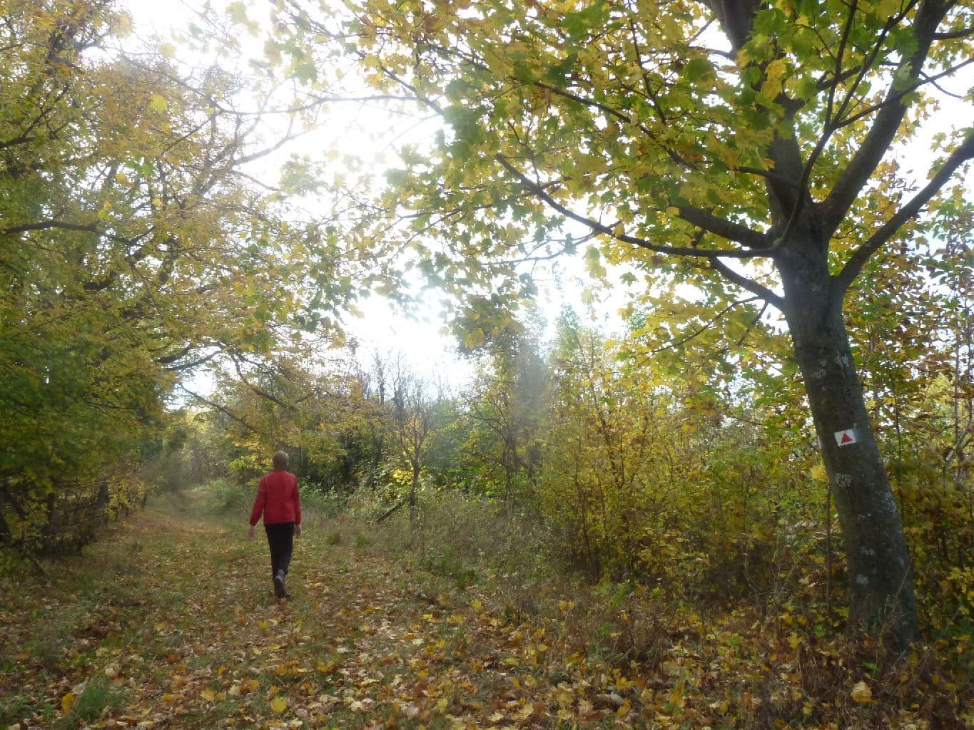 Street view near Postás kulcsosház, Zalakaros — © izsolt (CC BY-SA · Mapillary)