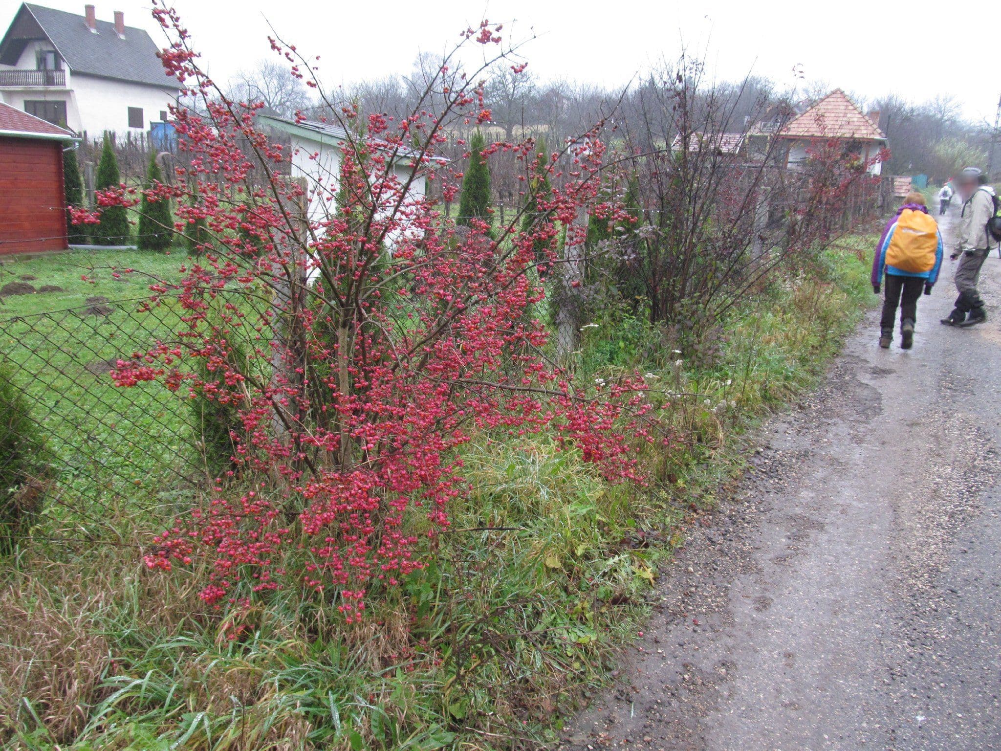 Street view near Gaja-völgyi Vendégház, Fehérvárcsurgó — © utvonalfelmeresek (CC BY-SA · Mapillary)