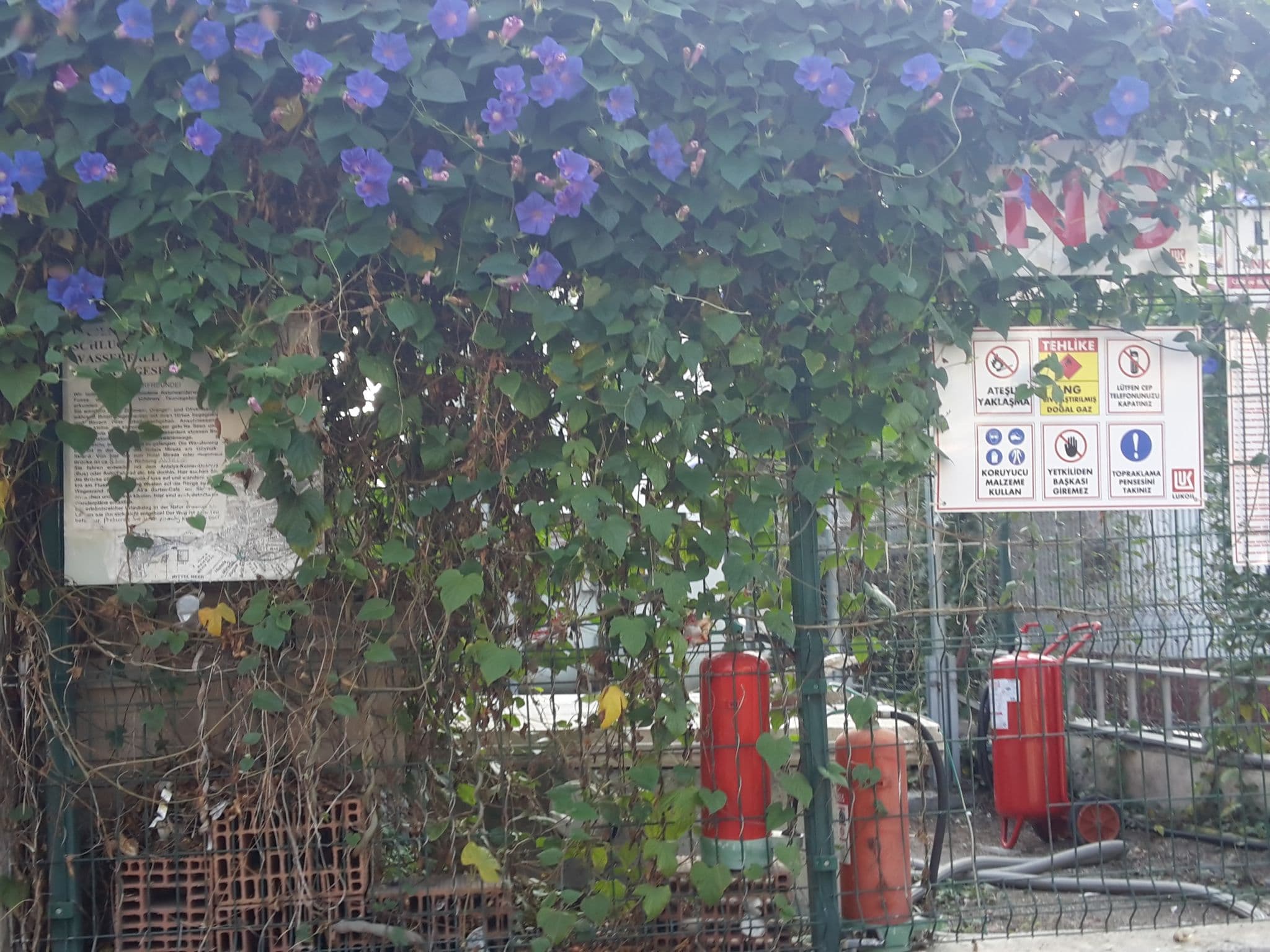 Street view near Sentido Palmet Beach Resort, Kemer — © bigmap (CC BY-SA · Mapillary)