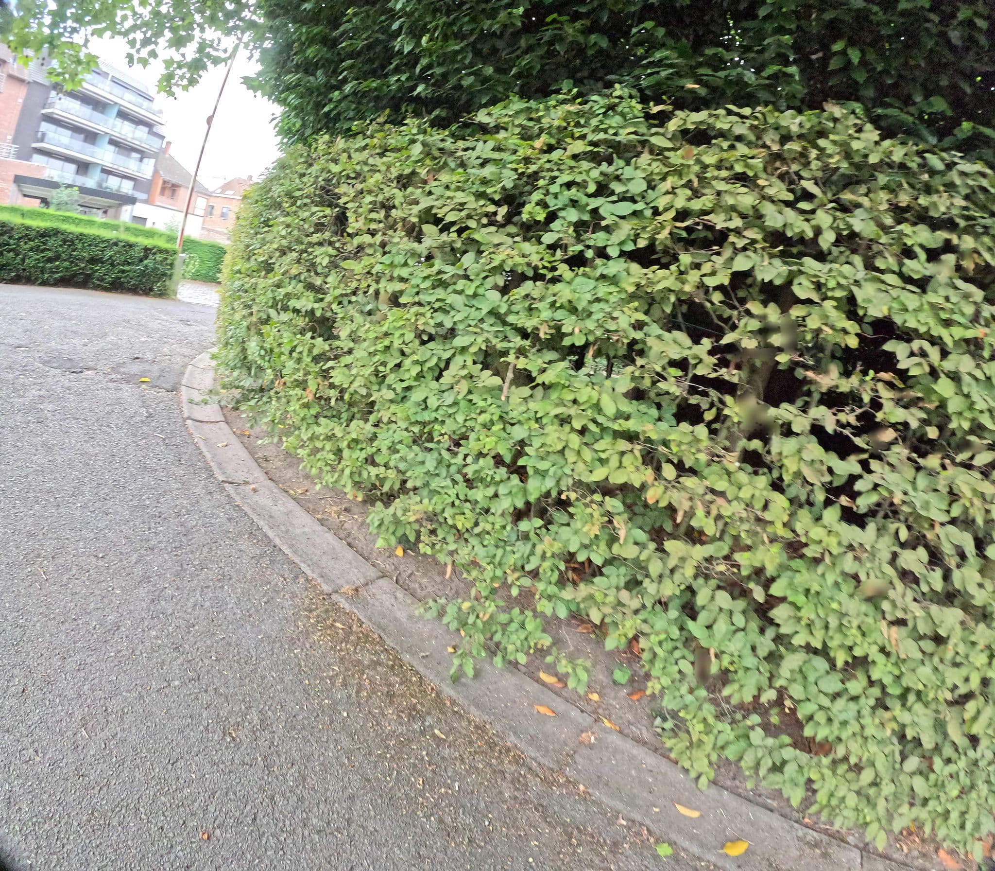 Street view near Logeerkamer Gunst, Harelbeke — © filipc (CC BY-SA · Mapillary)